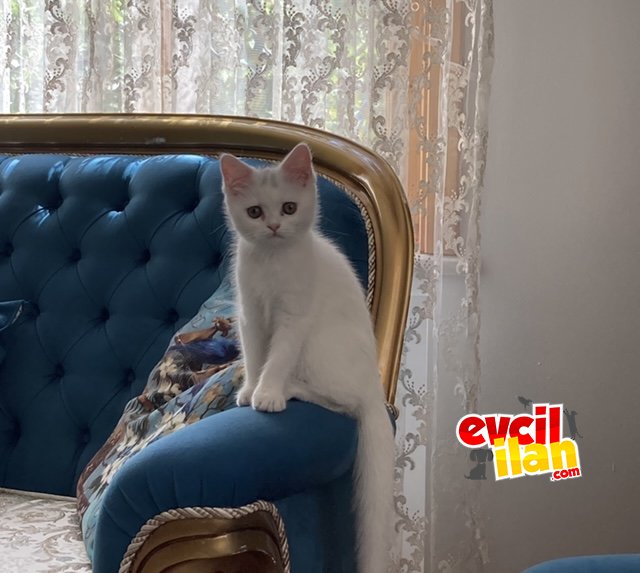 aciiil