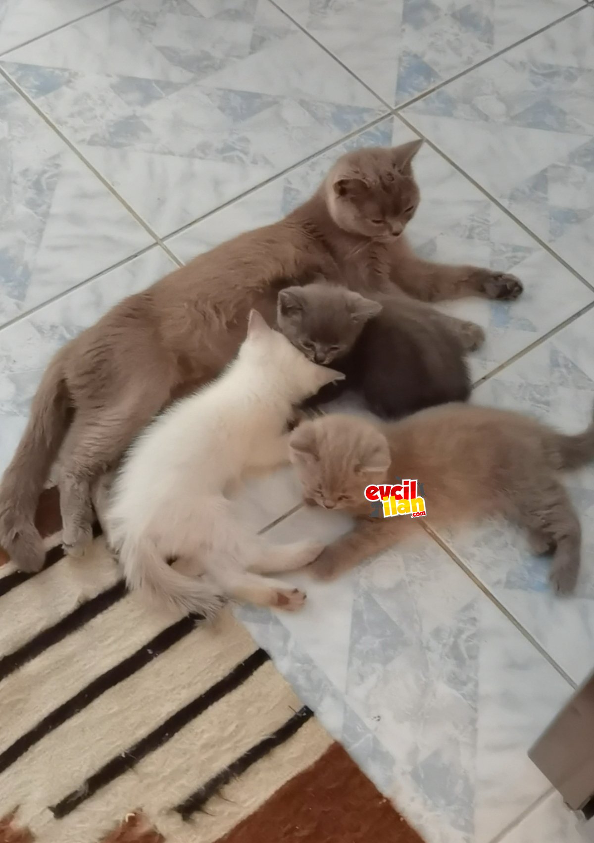 Aciiill şehir değişikliği nedeni ile 