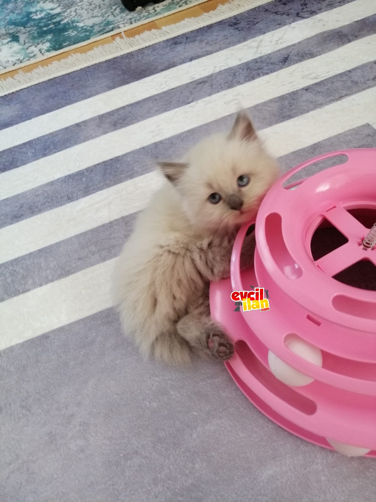 Acil 2 Aylık Safkan Ragdoll Yavrumuza Yuva Arıyoruz!