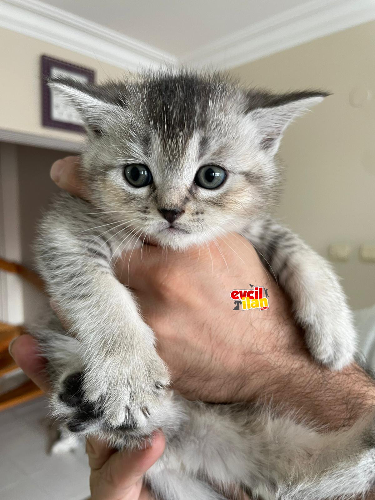 ACİL British shorthair silver tabby