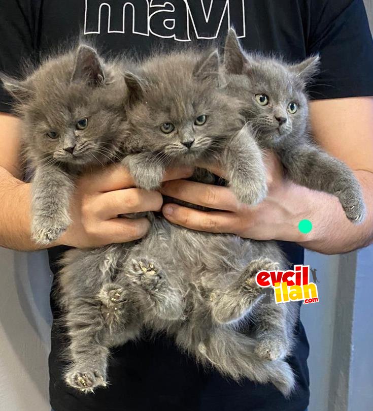 A KALİTE BRİTİSH UYGUNA YAVRULAR