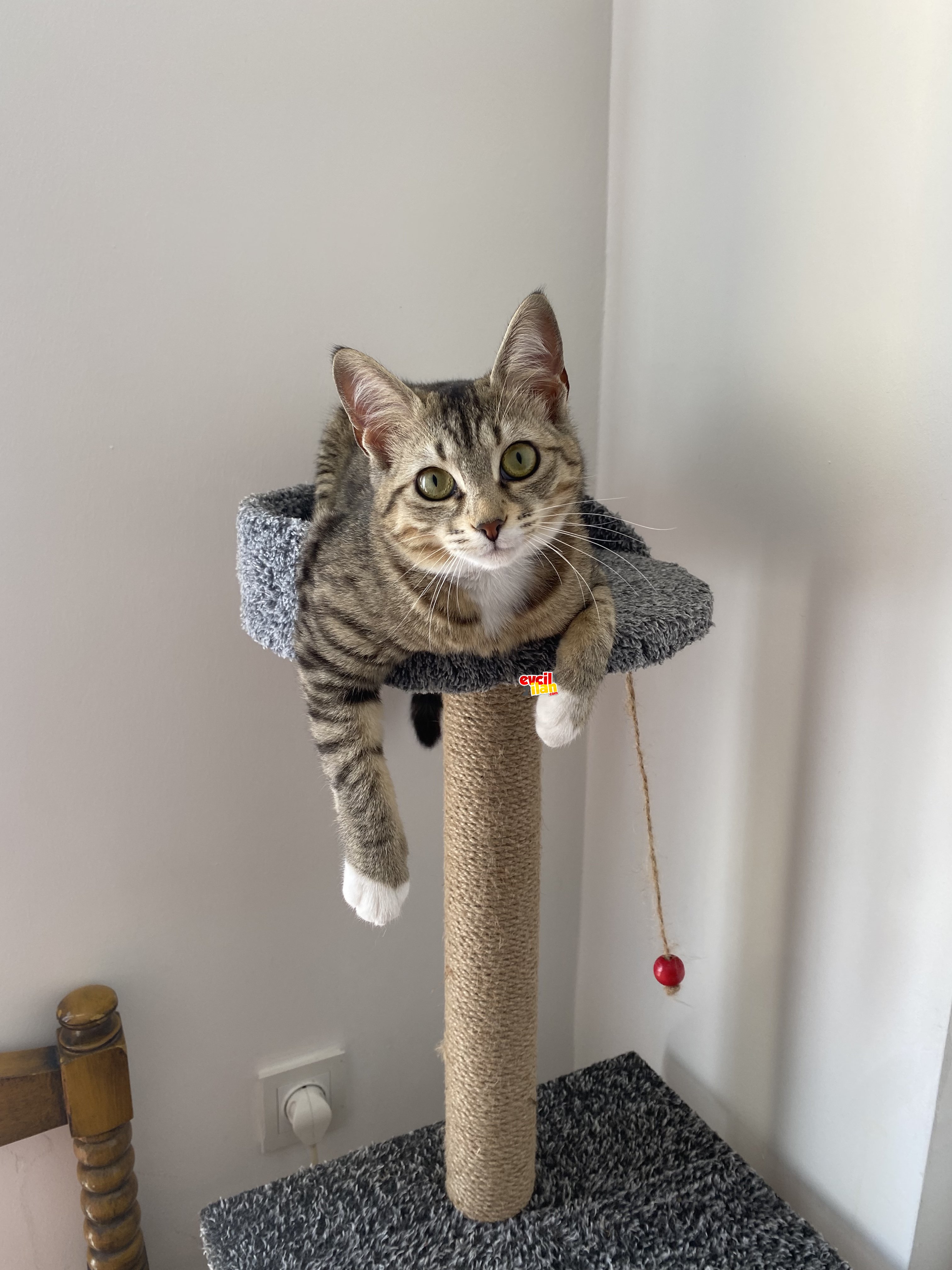 Acil kedi sahiplendirme 