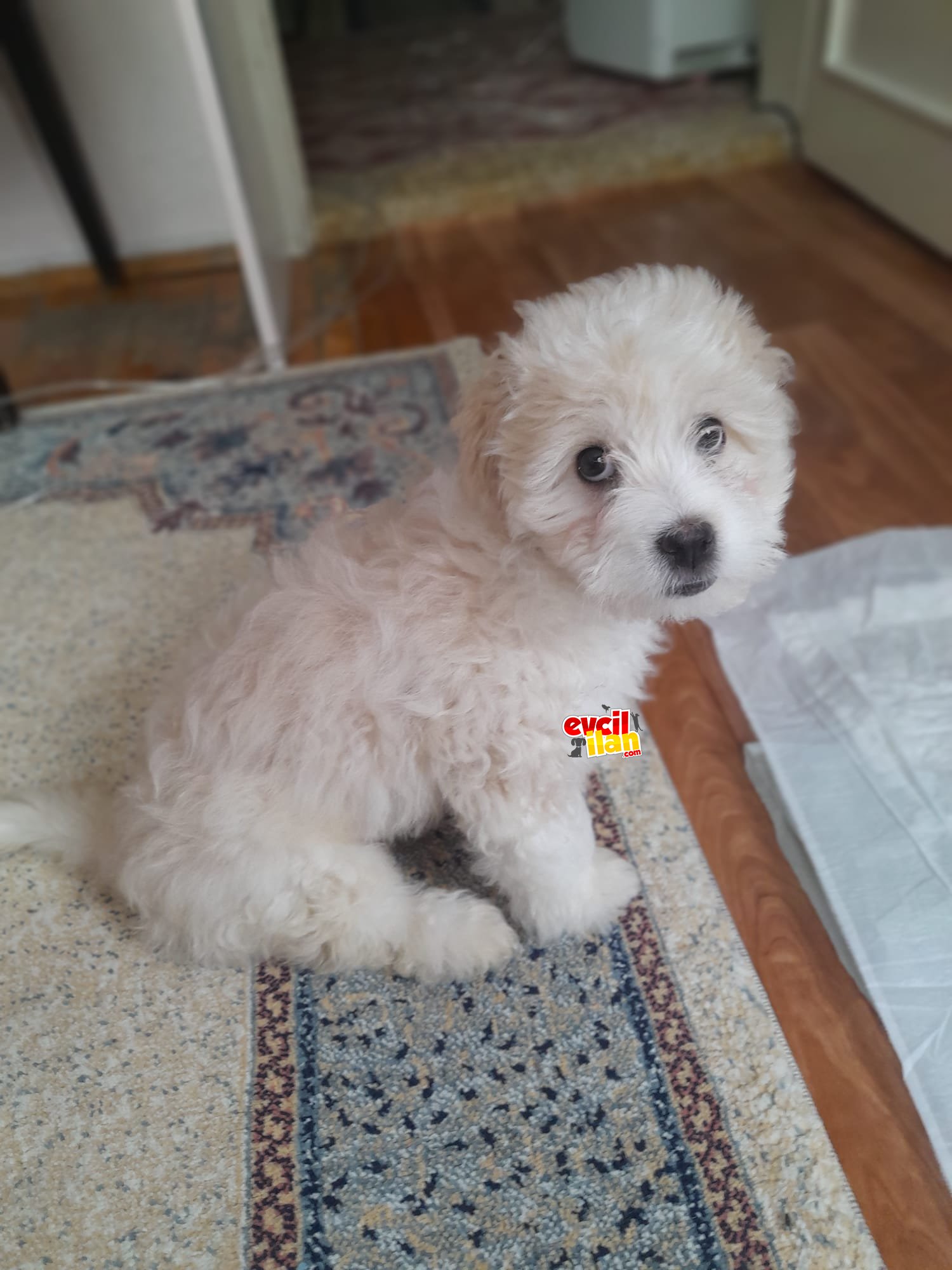 Acil maltese terrier