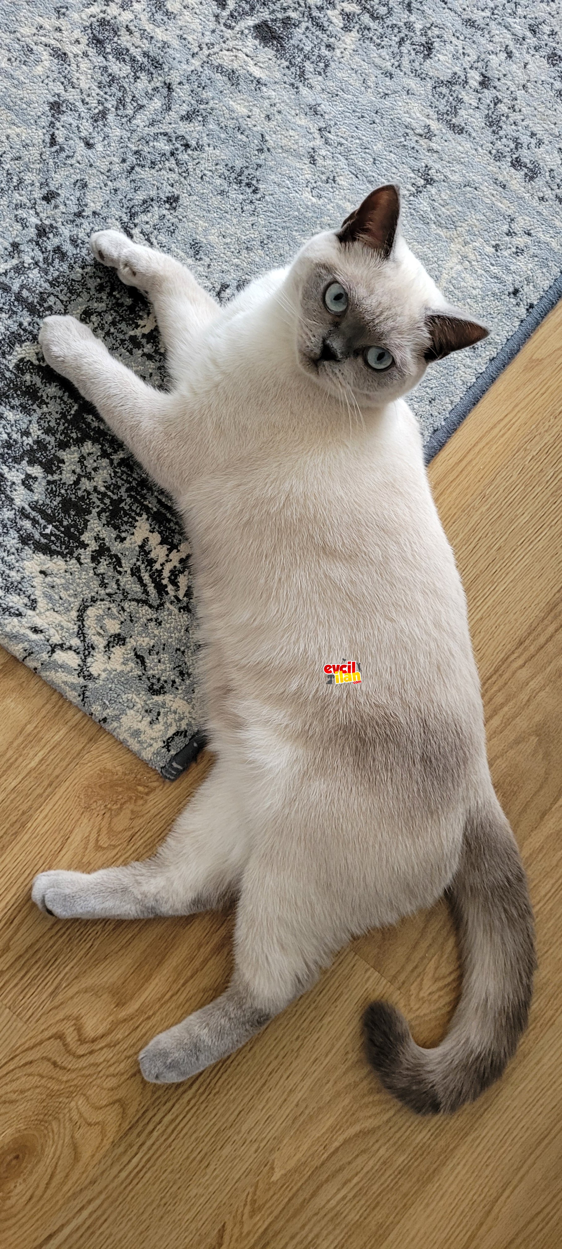 Acil orijinal British shorthair blue point