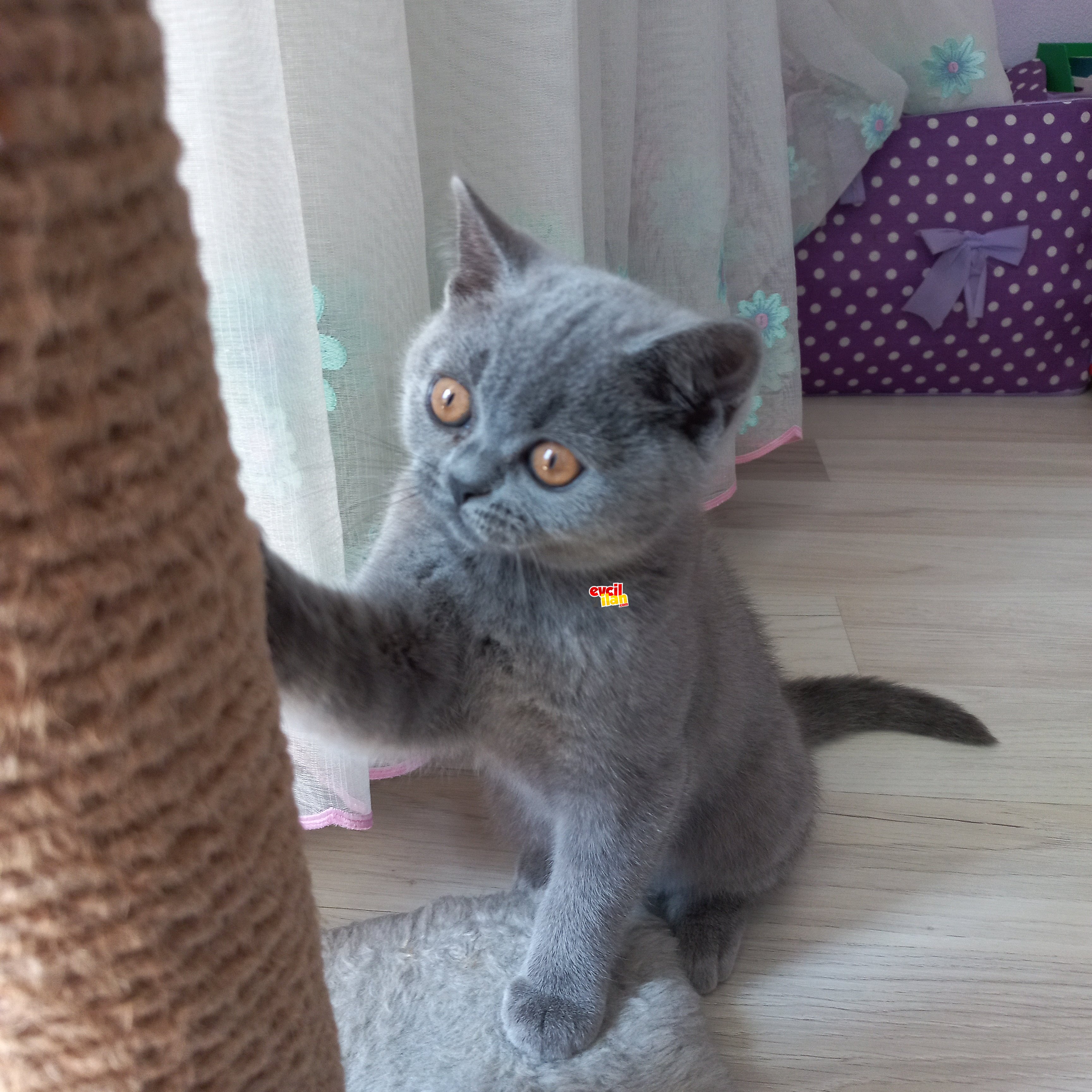 Acil Sahiplendirmelik!! Dişi Bebek Kedi!