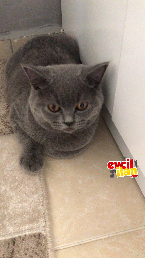 Acil British Shorthair