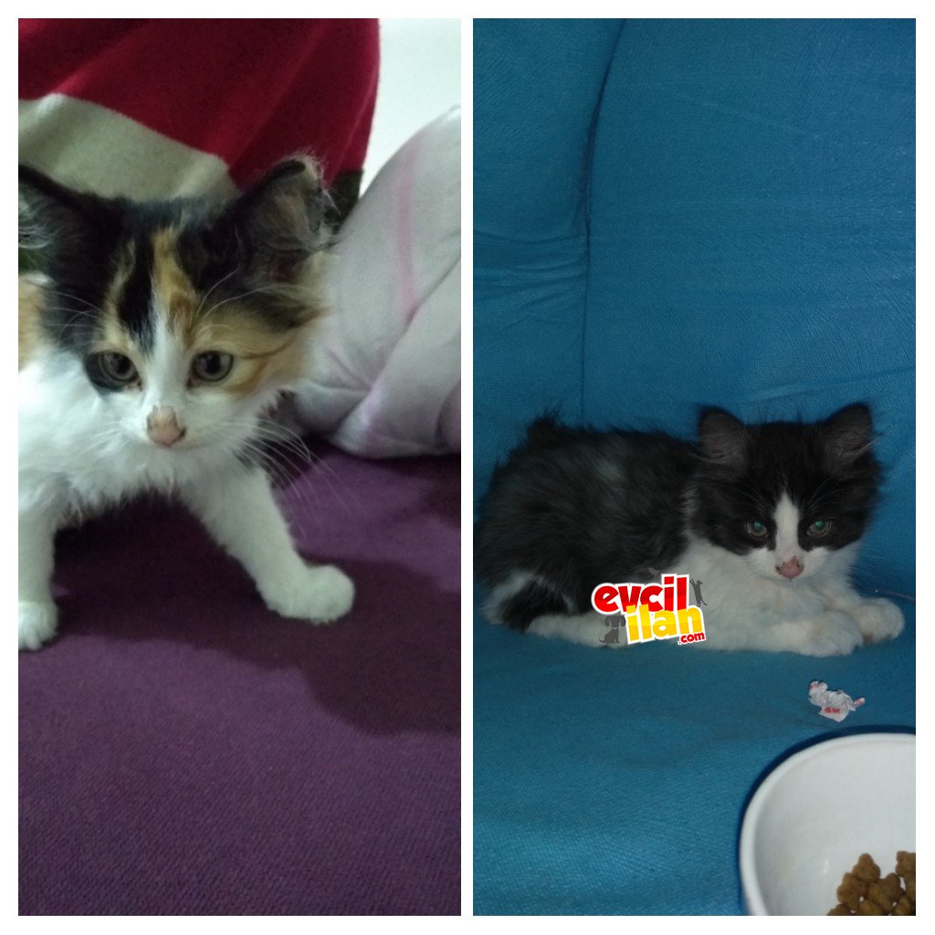 Acil sivas içi yuva aranıyor bebeklerime yuva olun lütfen