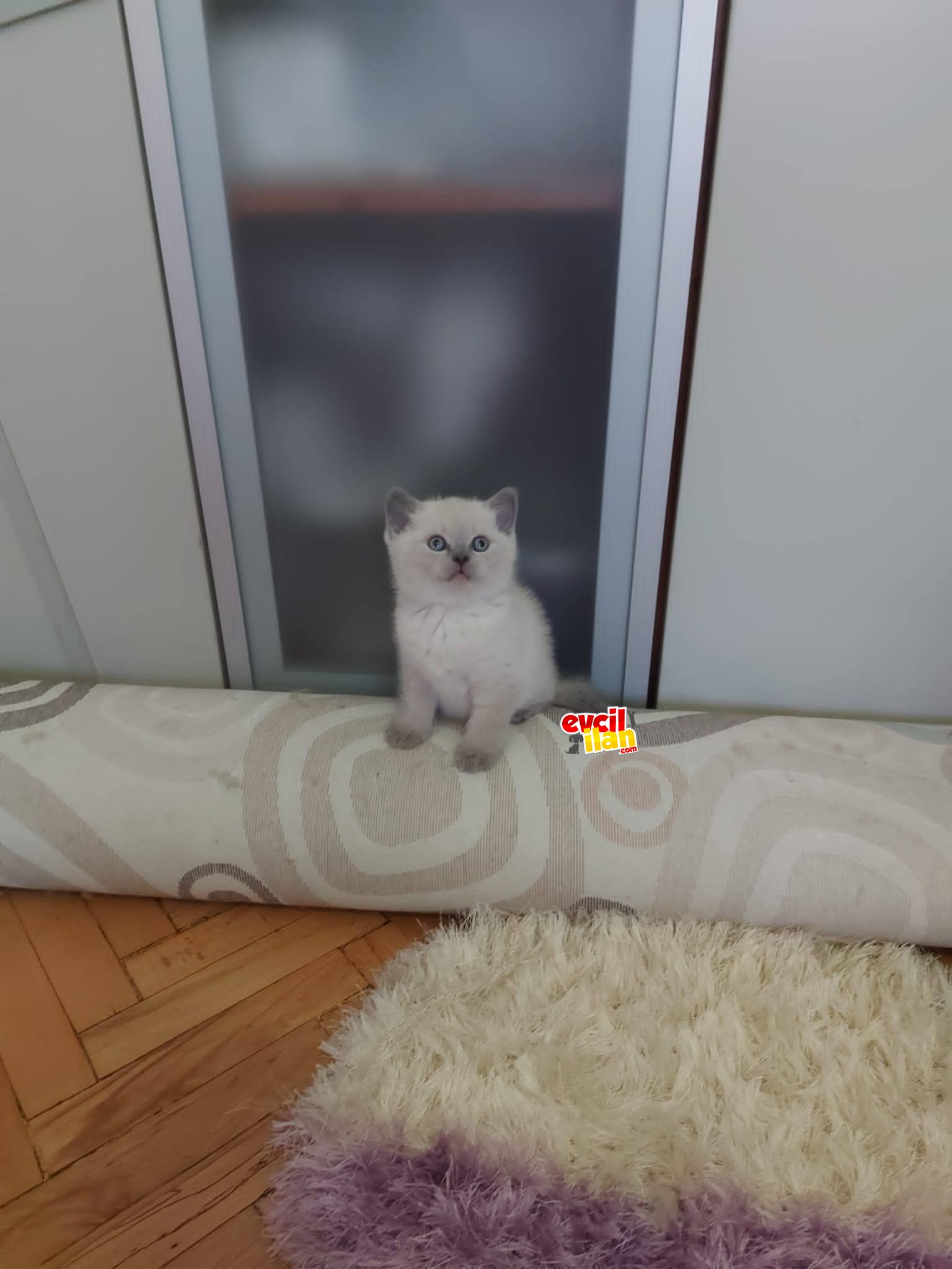 ACİL!! Tuvalet eğitimli beyaz ve lilac maviş yavrularımız yuva aramaktadır. 
