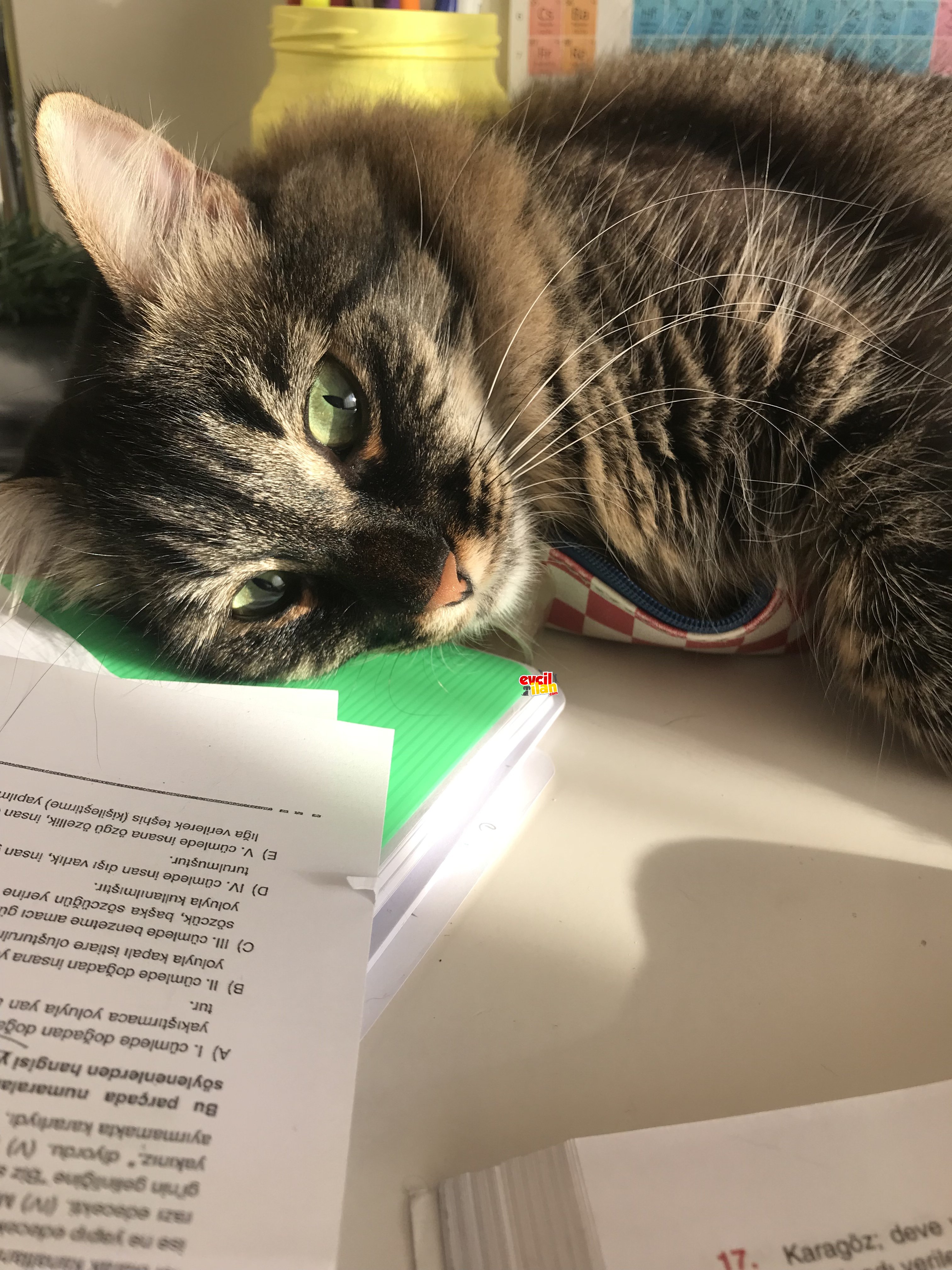 ACİL ÜCRETSİZ SAHİPLENDİRME TİFFANY CİNSİ