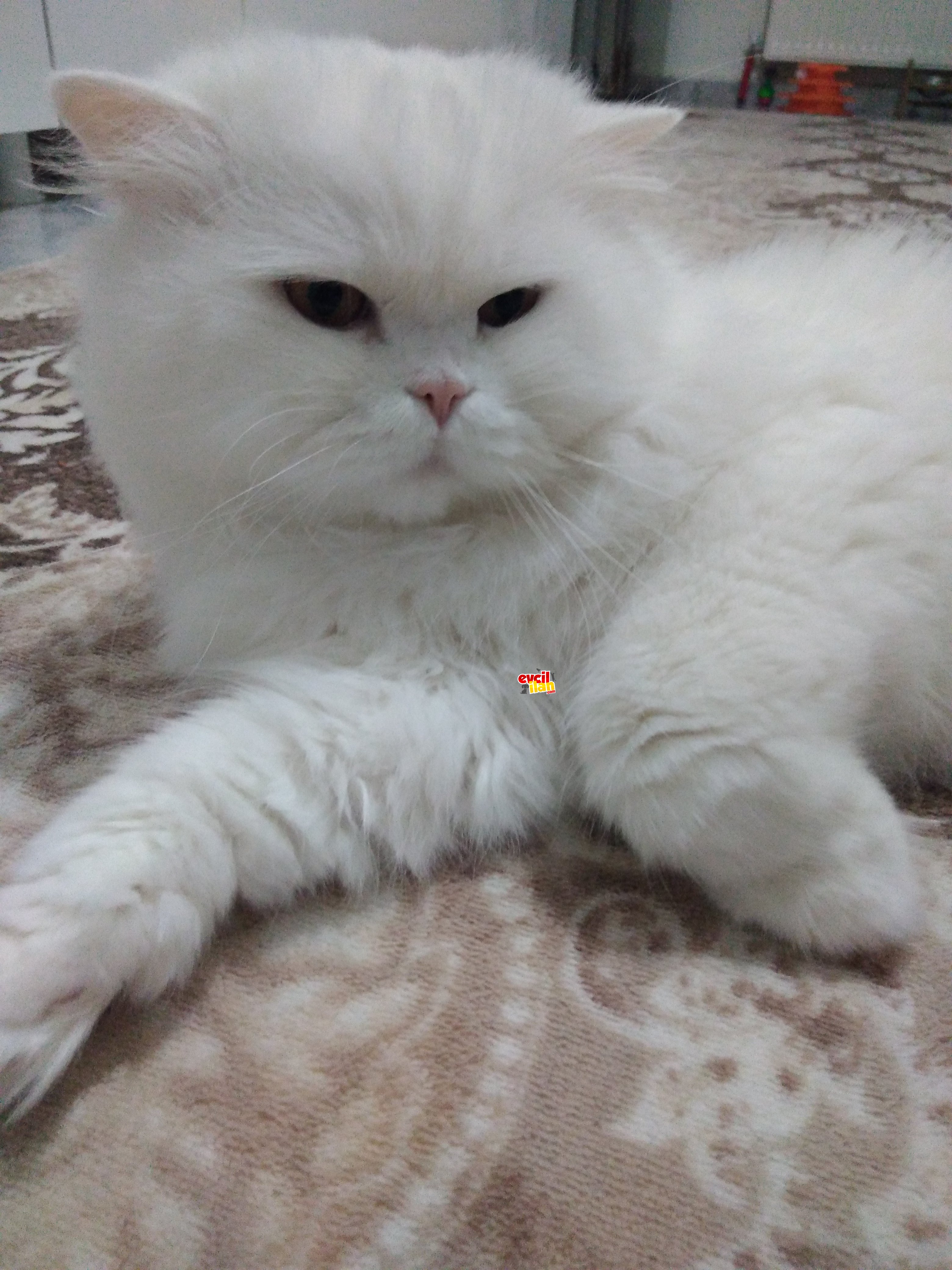 Acil yeni evini arıyor 