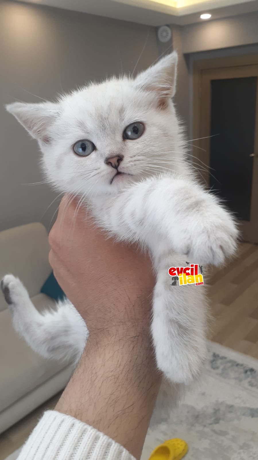 Acil yuva aranıyor tüm malzemeleri verilecek 