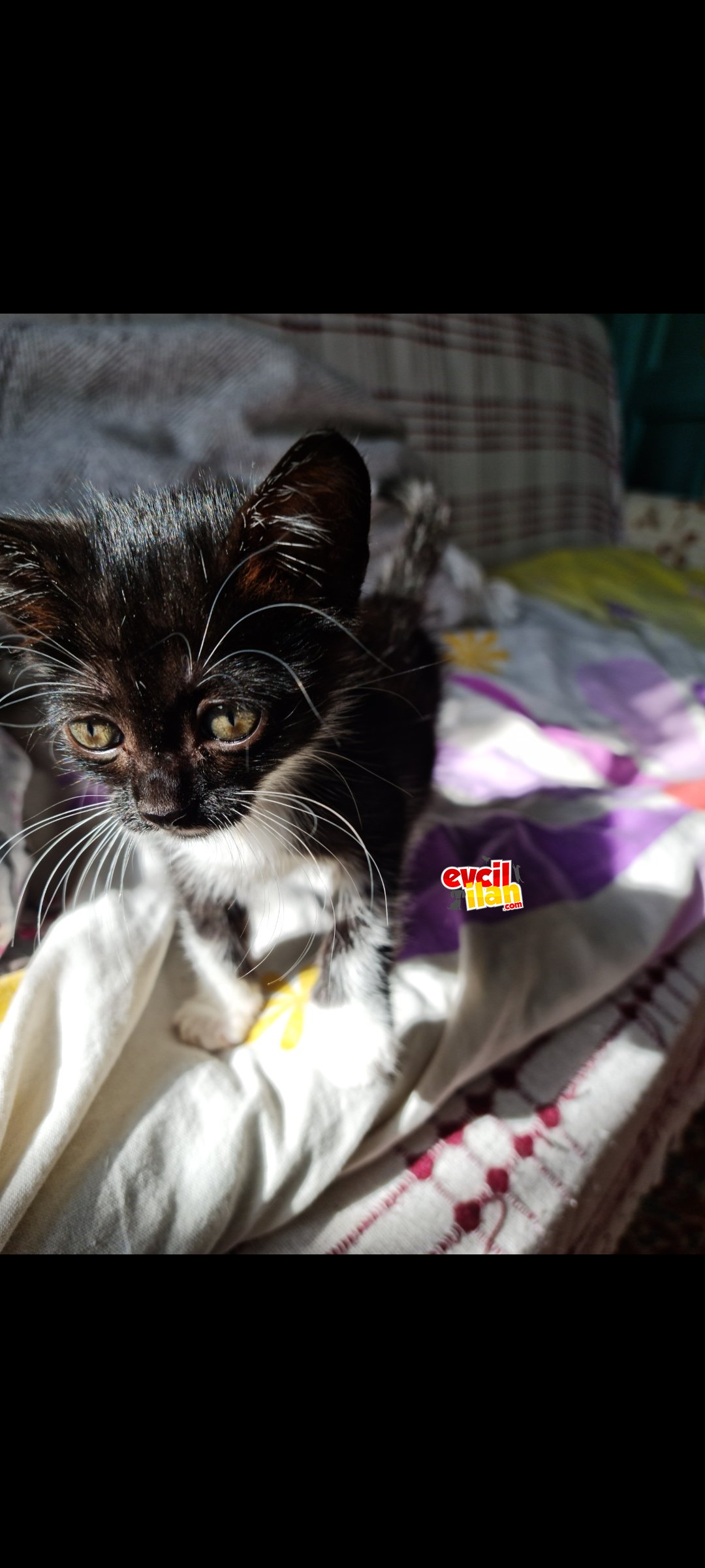 Acil yuva aranıyor yoksa sokakta bizde 5 kedi var 1 odada 