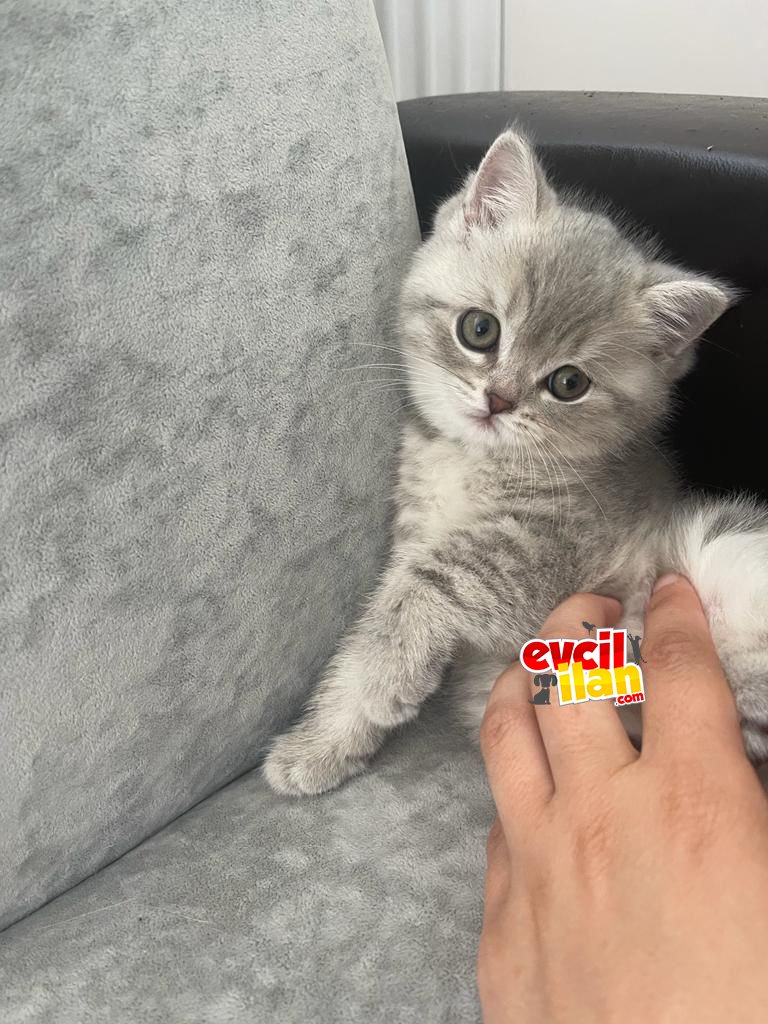 British Shorthair uygun