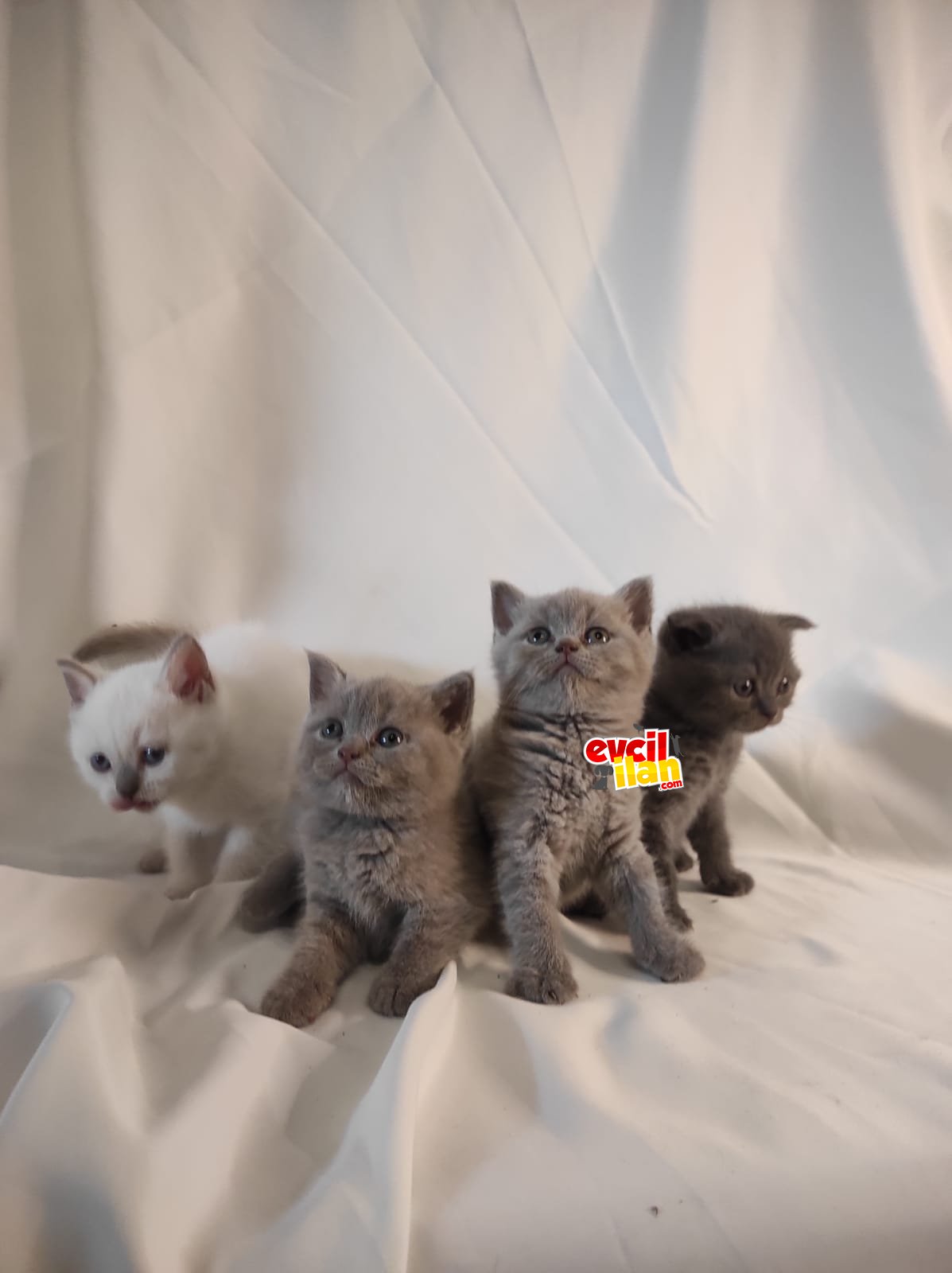 adana güvenilir british shorthair anne babası ırk garantili
