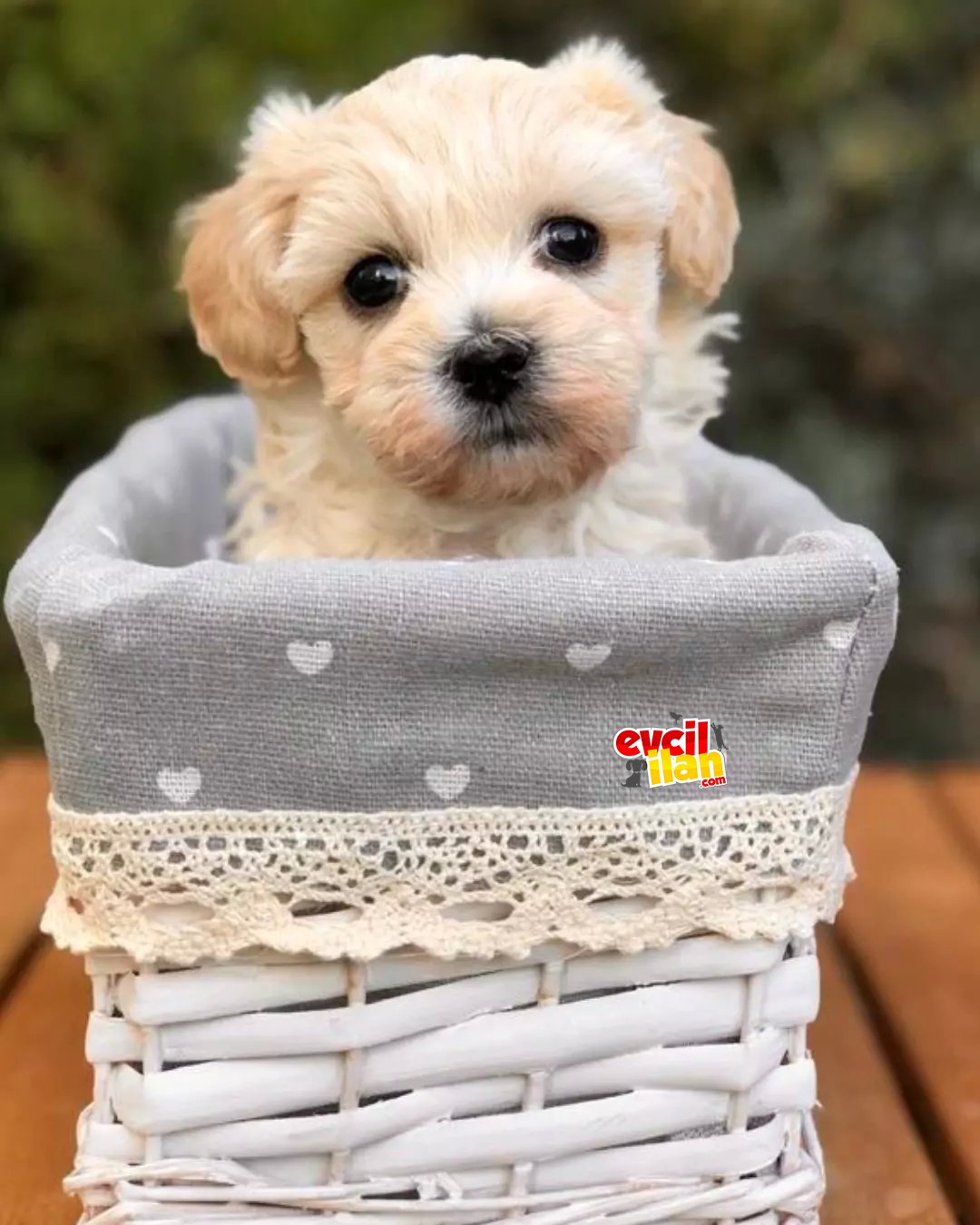 Afacan maltipoo dişi yavrularımız teslime hazır 