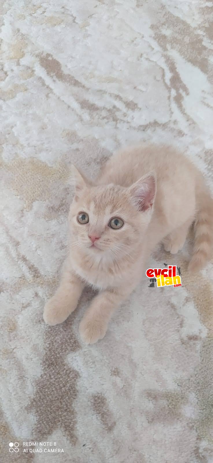 Aile Ortamından British Shorthairler