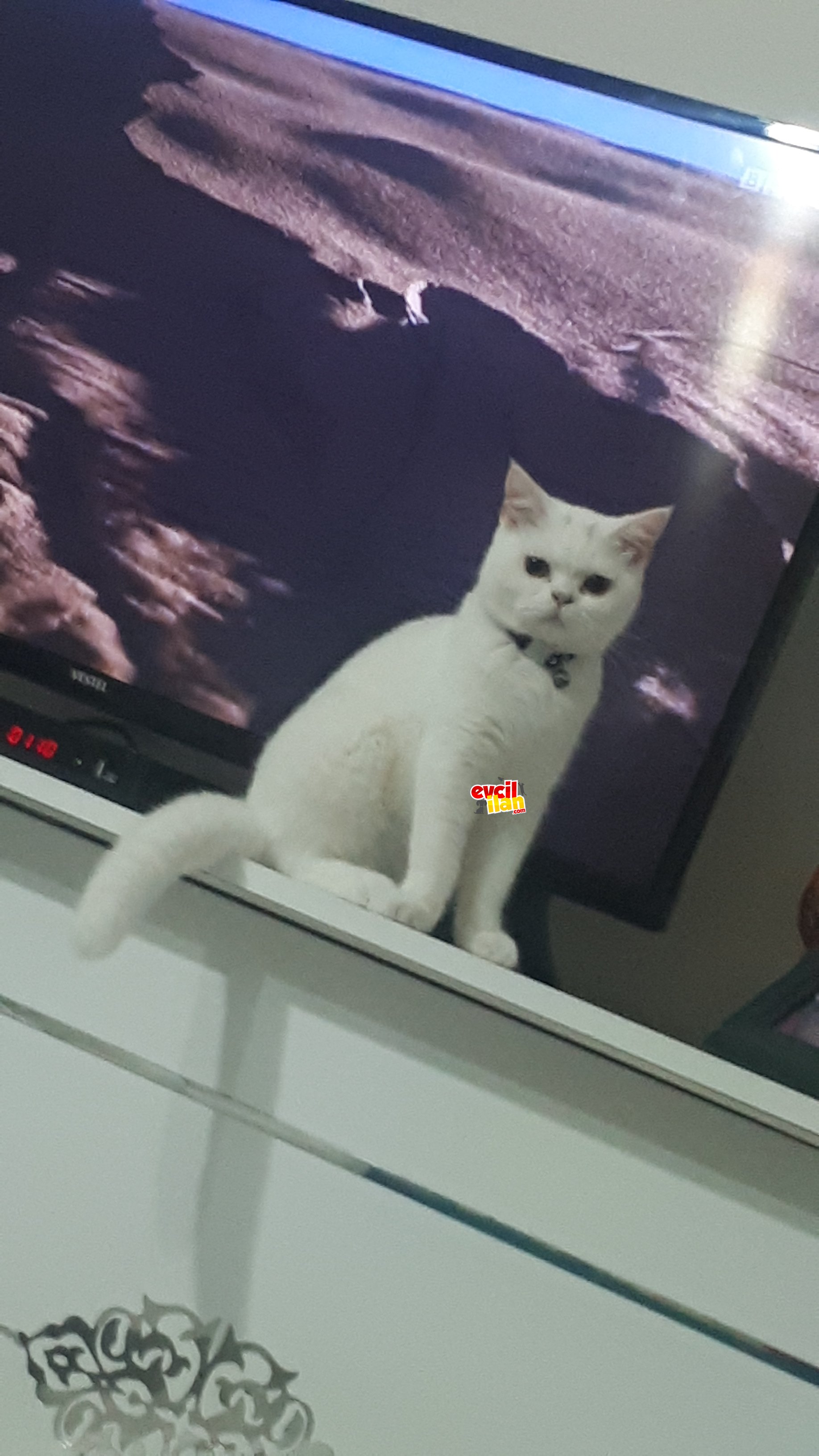 Ailenize sıcacık bir dost