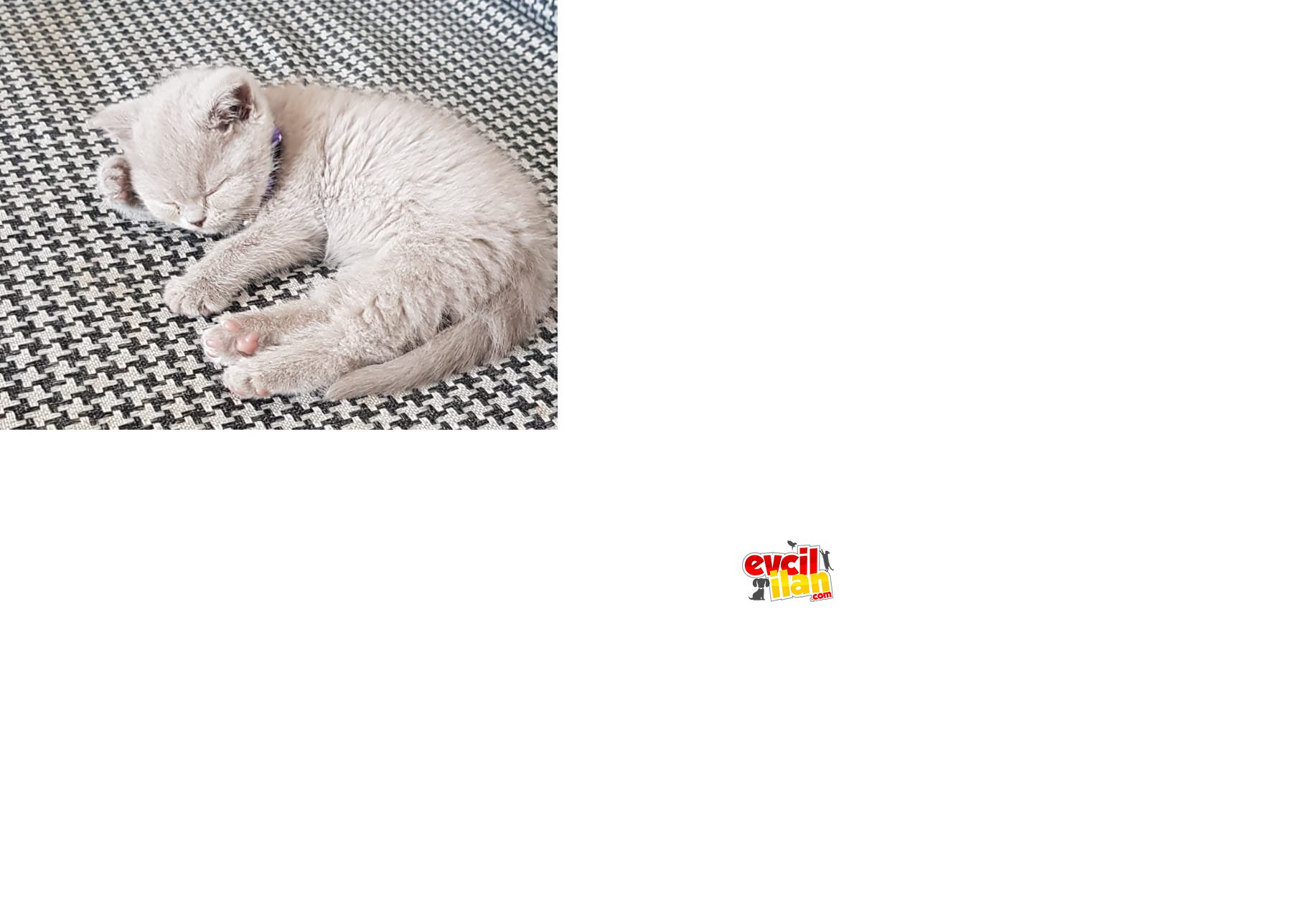 Ailenizin Sevgi dolu Yeni Üyesi İçin Hazır mısınız.