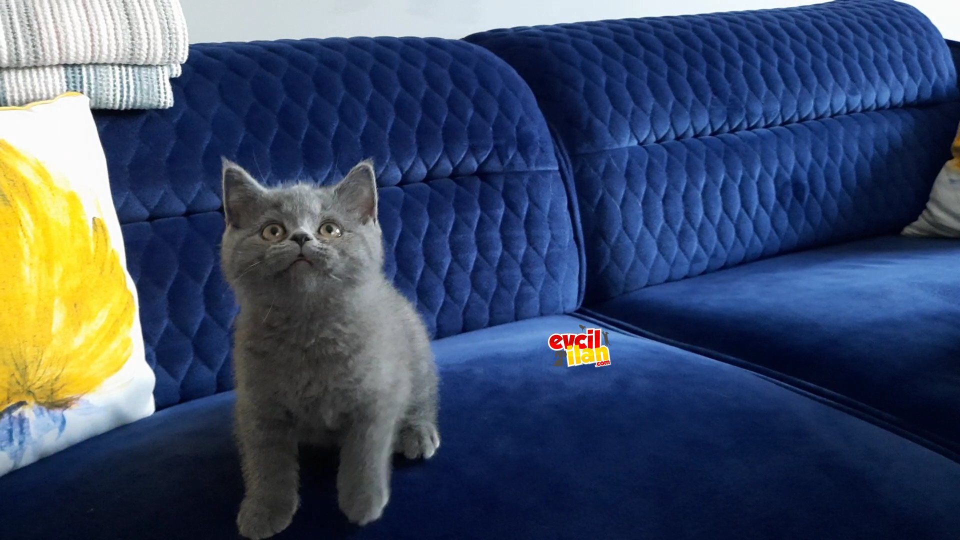 Ailenizin yeni üyesi