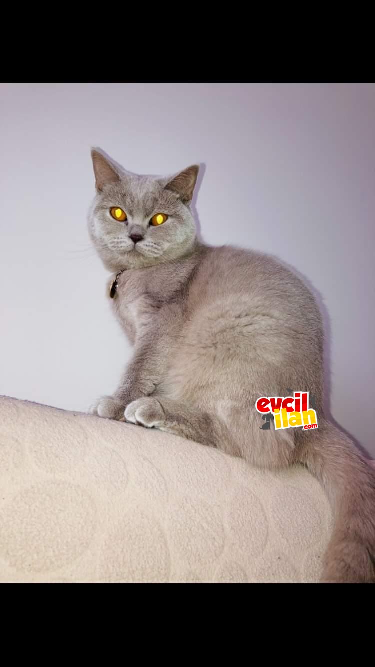 Akilli kizim Prensesimm 