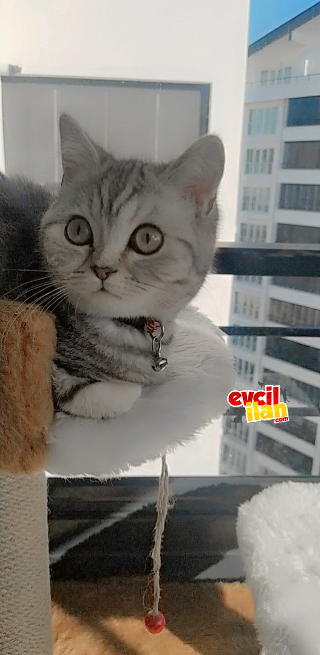 Akıllı uyumlu yavru kedi