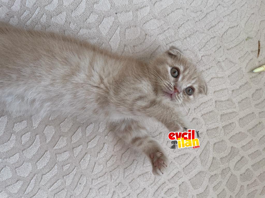 Alerjim olduğu için sahiplendiriyorum