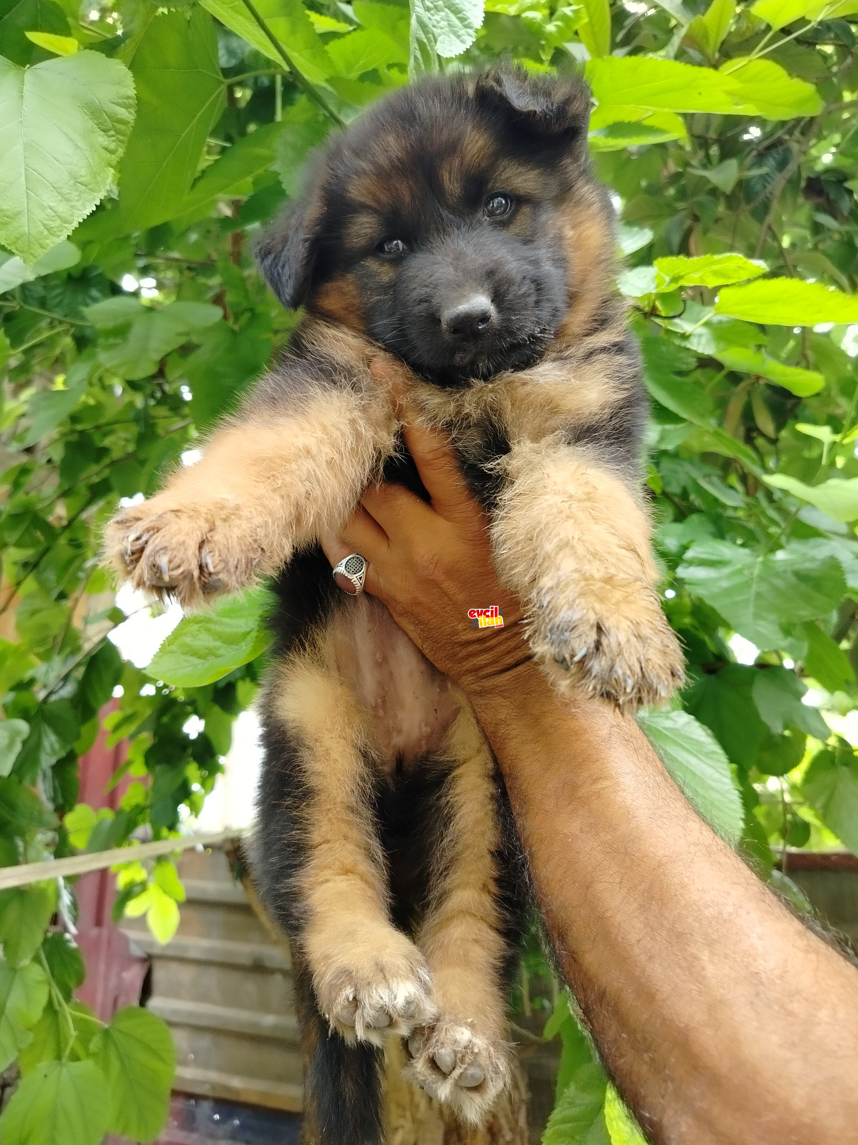 Alman çoban yavruları 