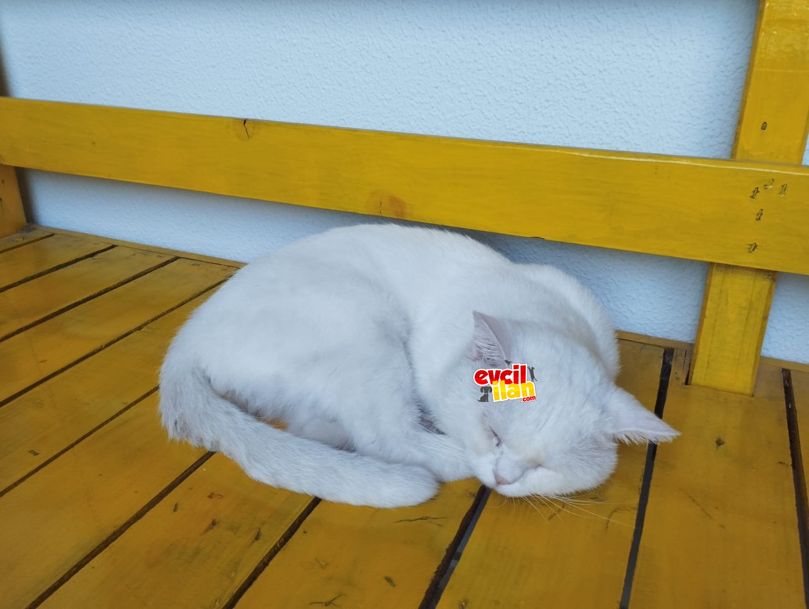 Altay Yeni Yuvasını Arıyor 