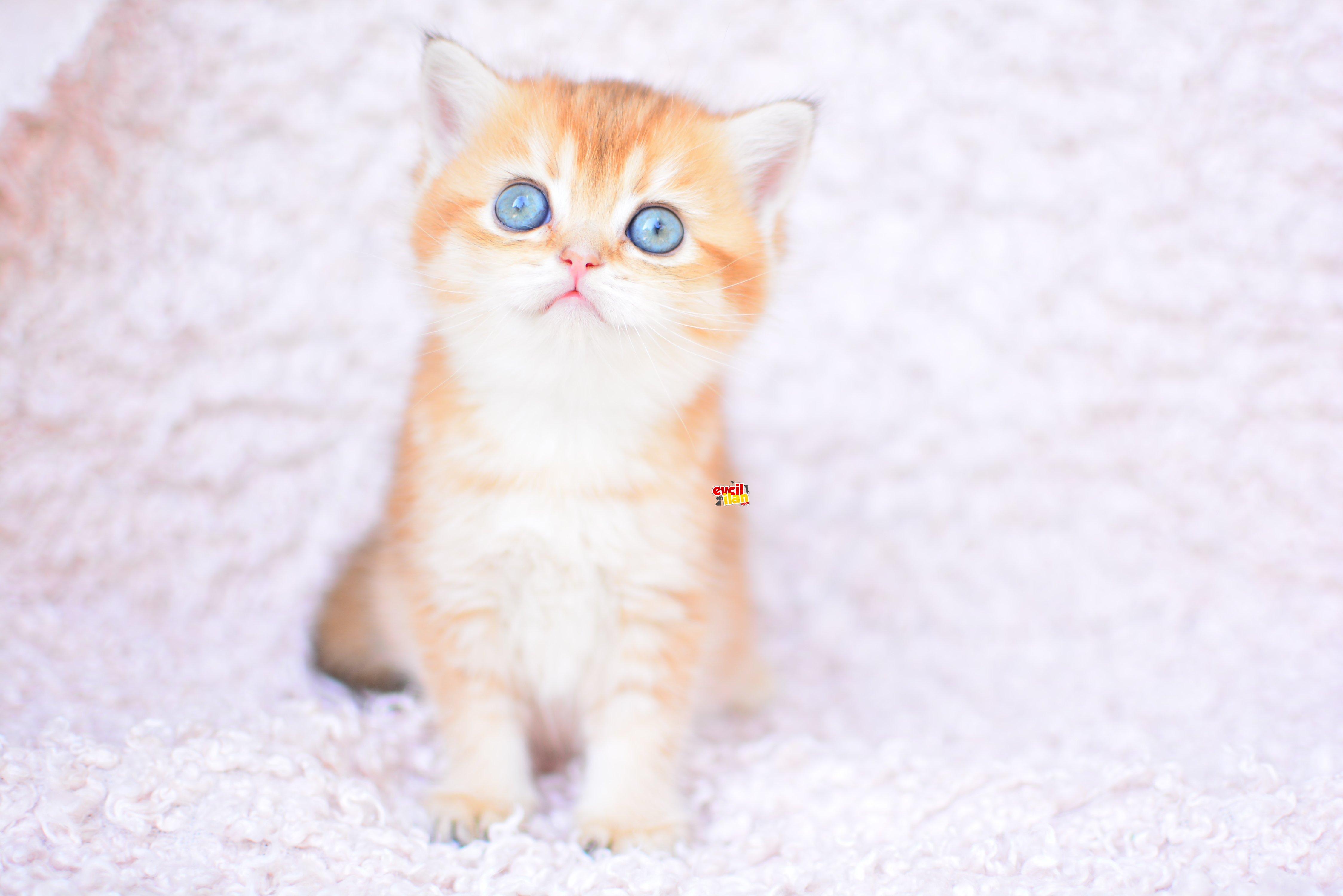 ALTIN YUMAĞIMIZ GOLDEN BRITISH SHORTHAIR