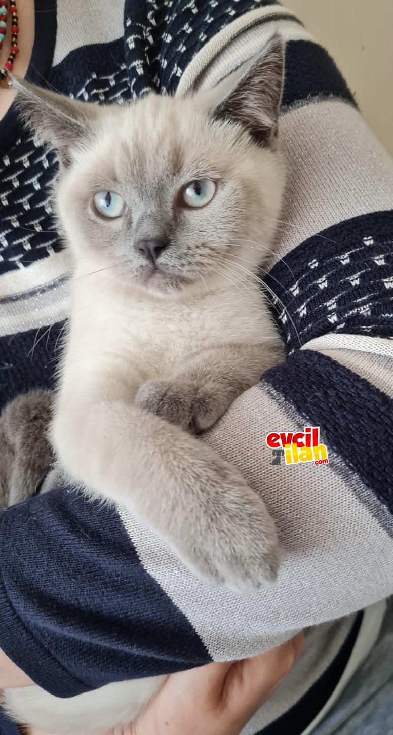 Alvin sahibini bekliyor 
