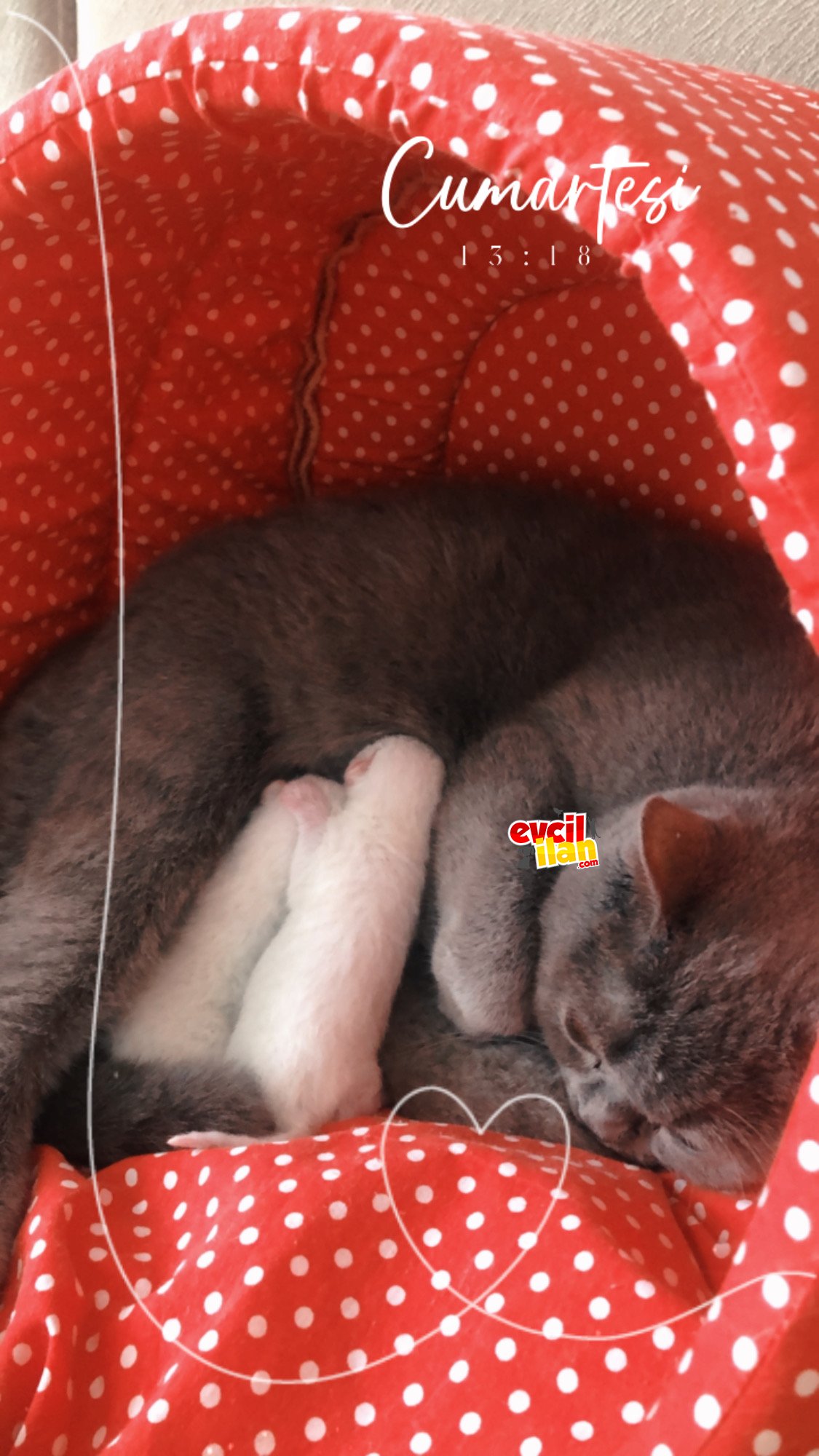 Ana sütü gibi tertemiz ????