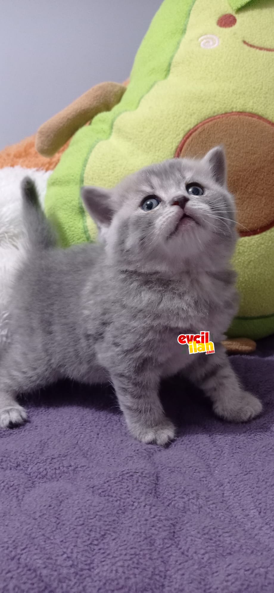 Anasının kuzusu bebekler