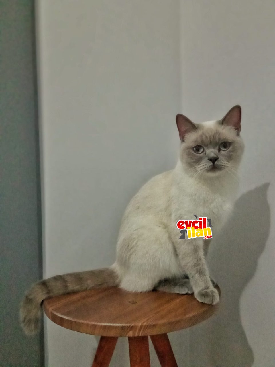 Angel yeni yuvasını arıyor :))