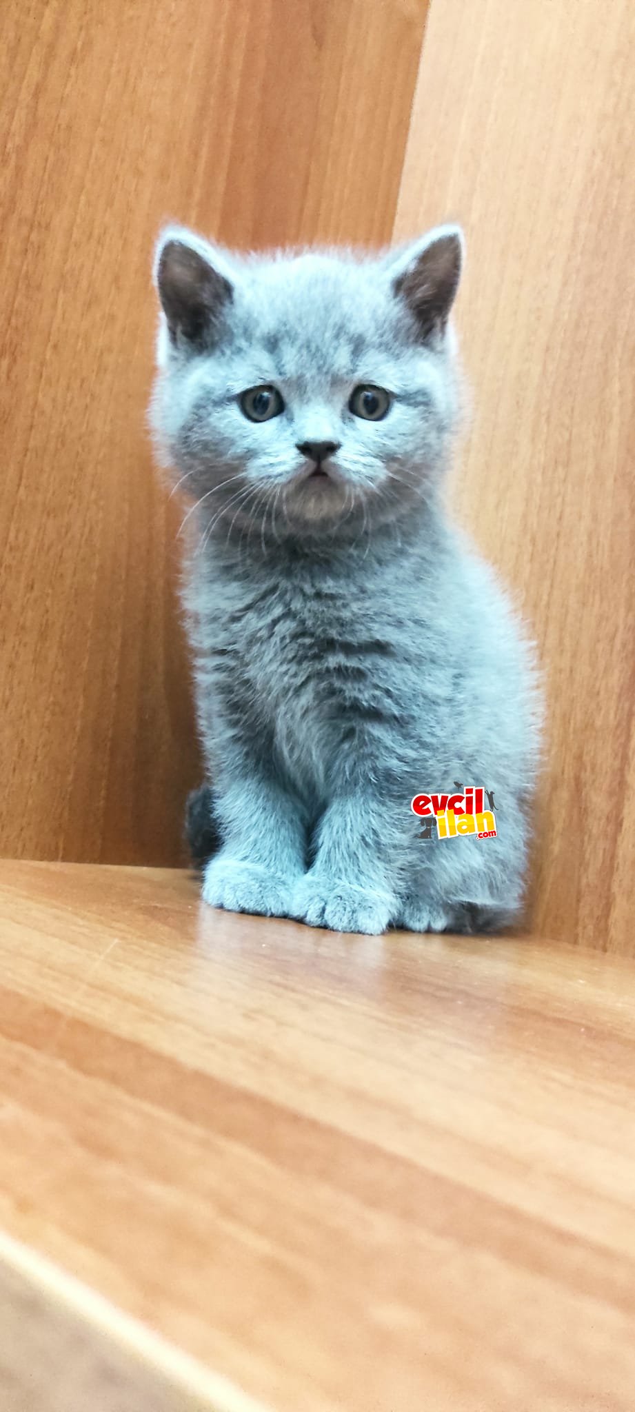 Ankara bebeleri yeni yuvalarına gitmeye hazır