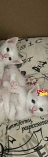 ankara kedisi yavruları