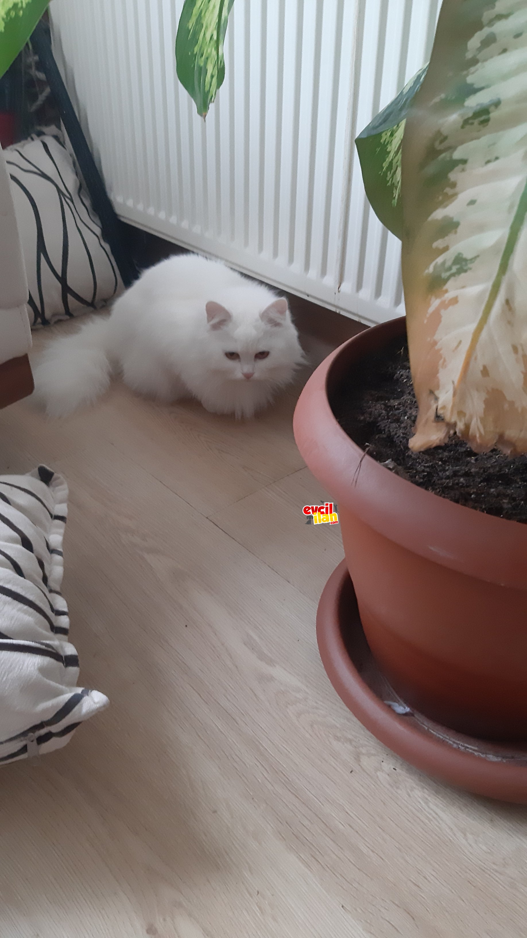ankara kedisi 