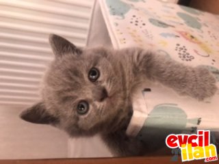 Anne Altından Cana Yakın British ShortHair Yavru 