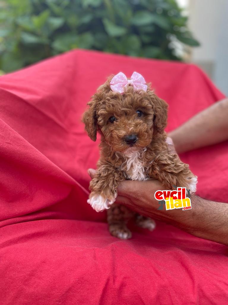 Anne Altından Dişi Orjinal Toy Poodle 