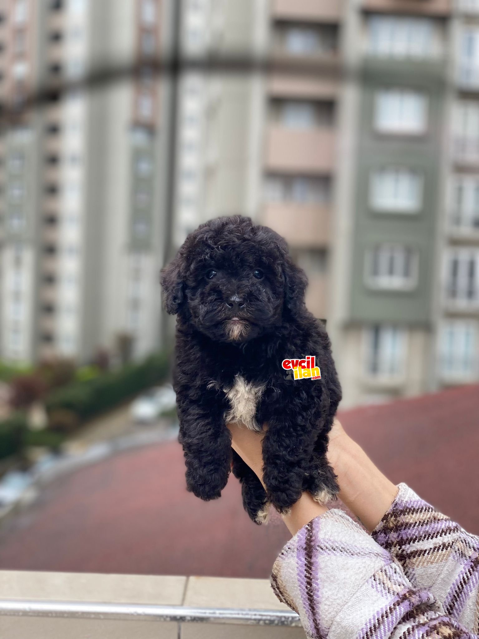 Anne Altından Dişi Toy Poodle Prensesimiz