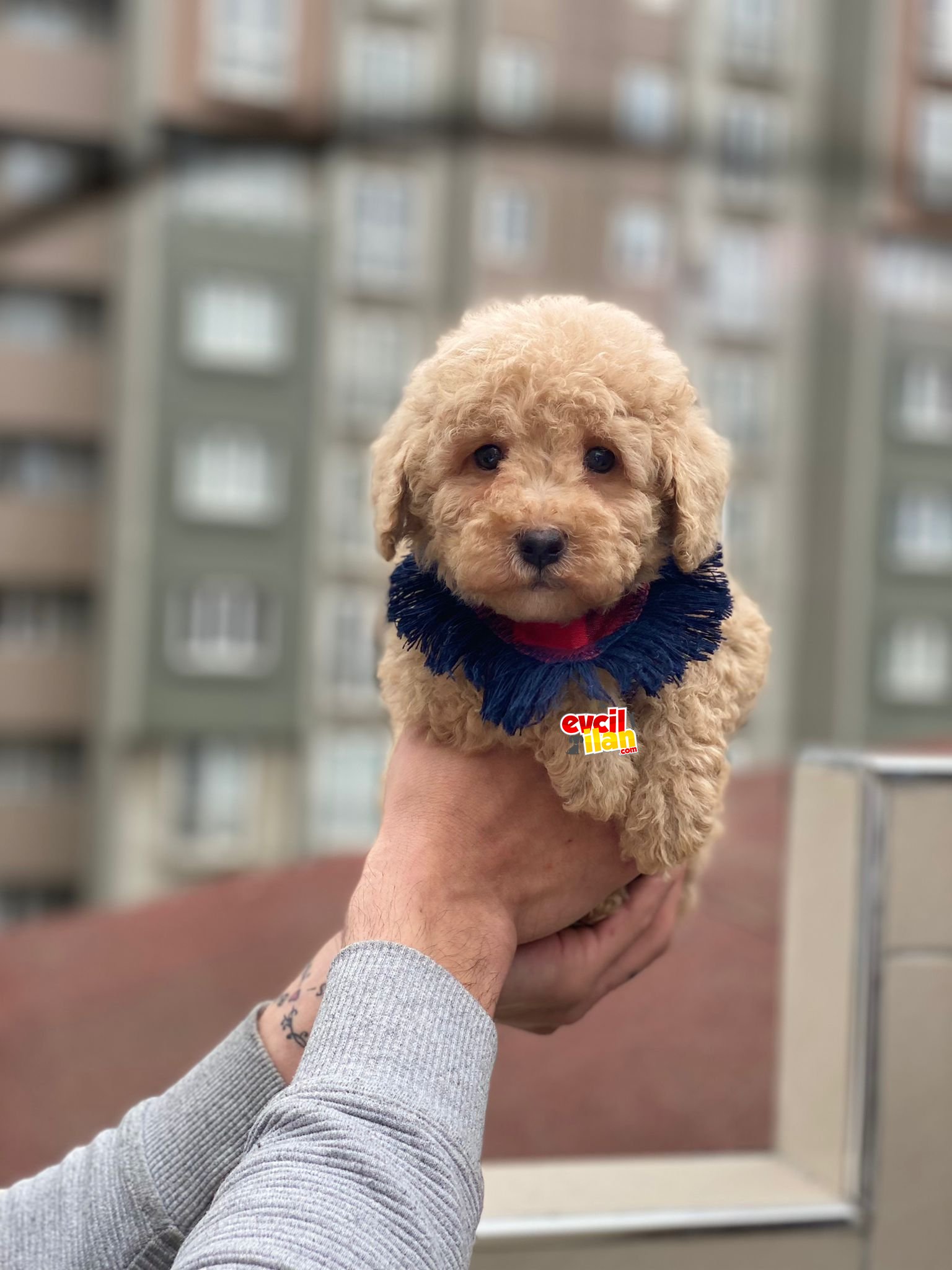 Anne Altından Dünya Tatlısı Toy Poodle Yavrumuz