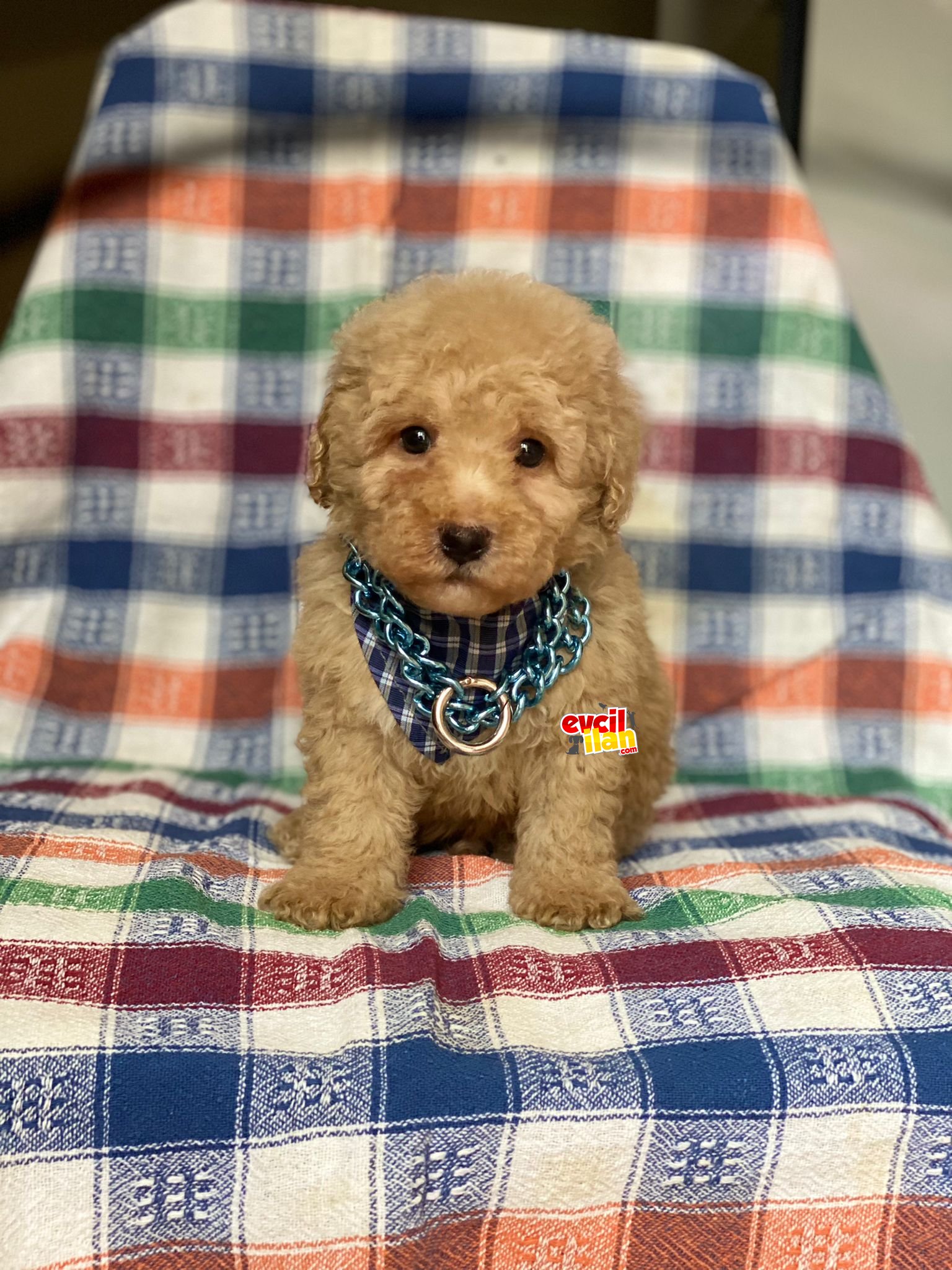 Anne Altından Orjinal Toy Poodle Yavrumuz