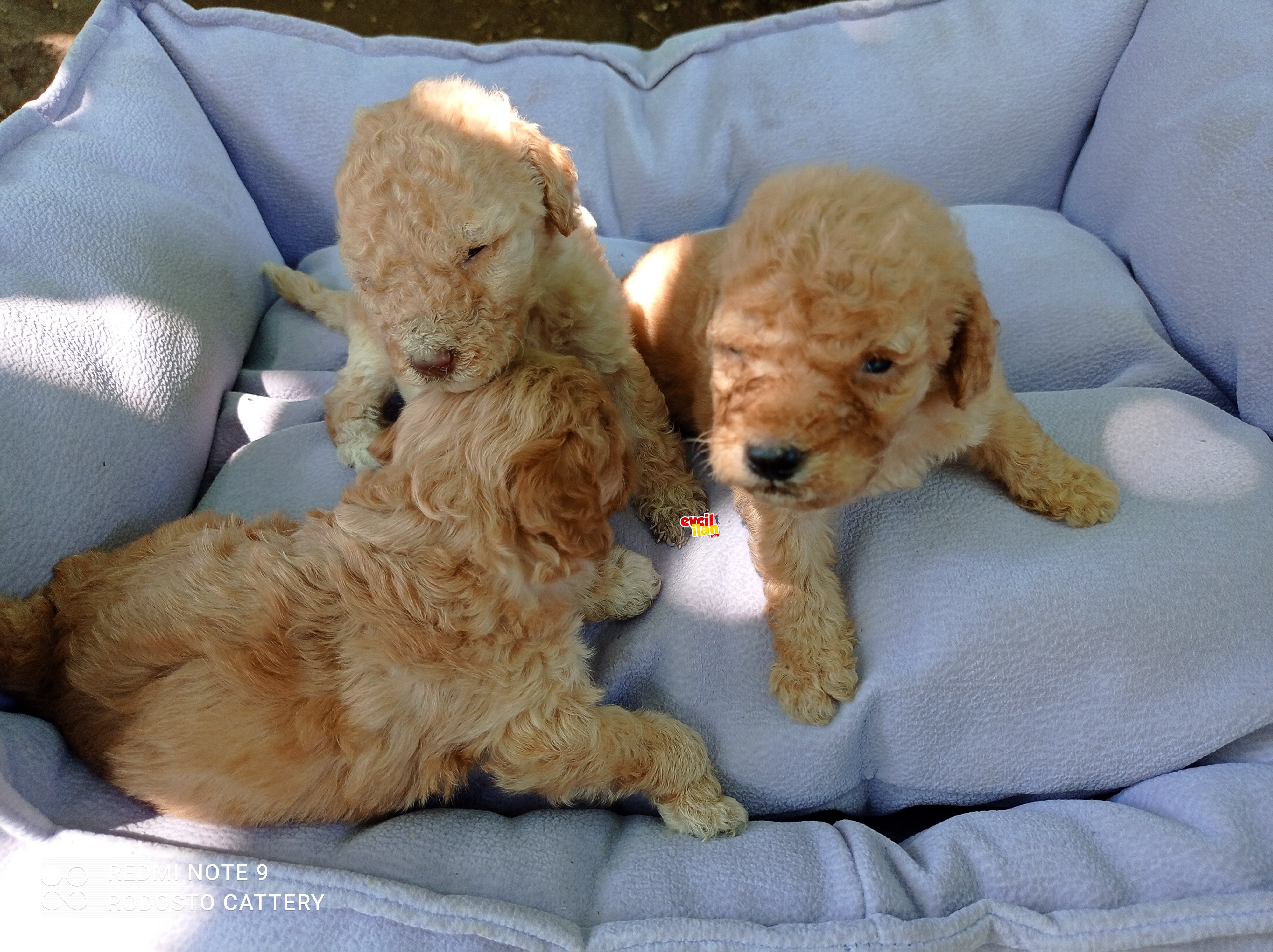 Anne altindan poodle yavrular