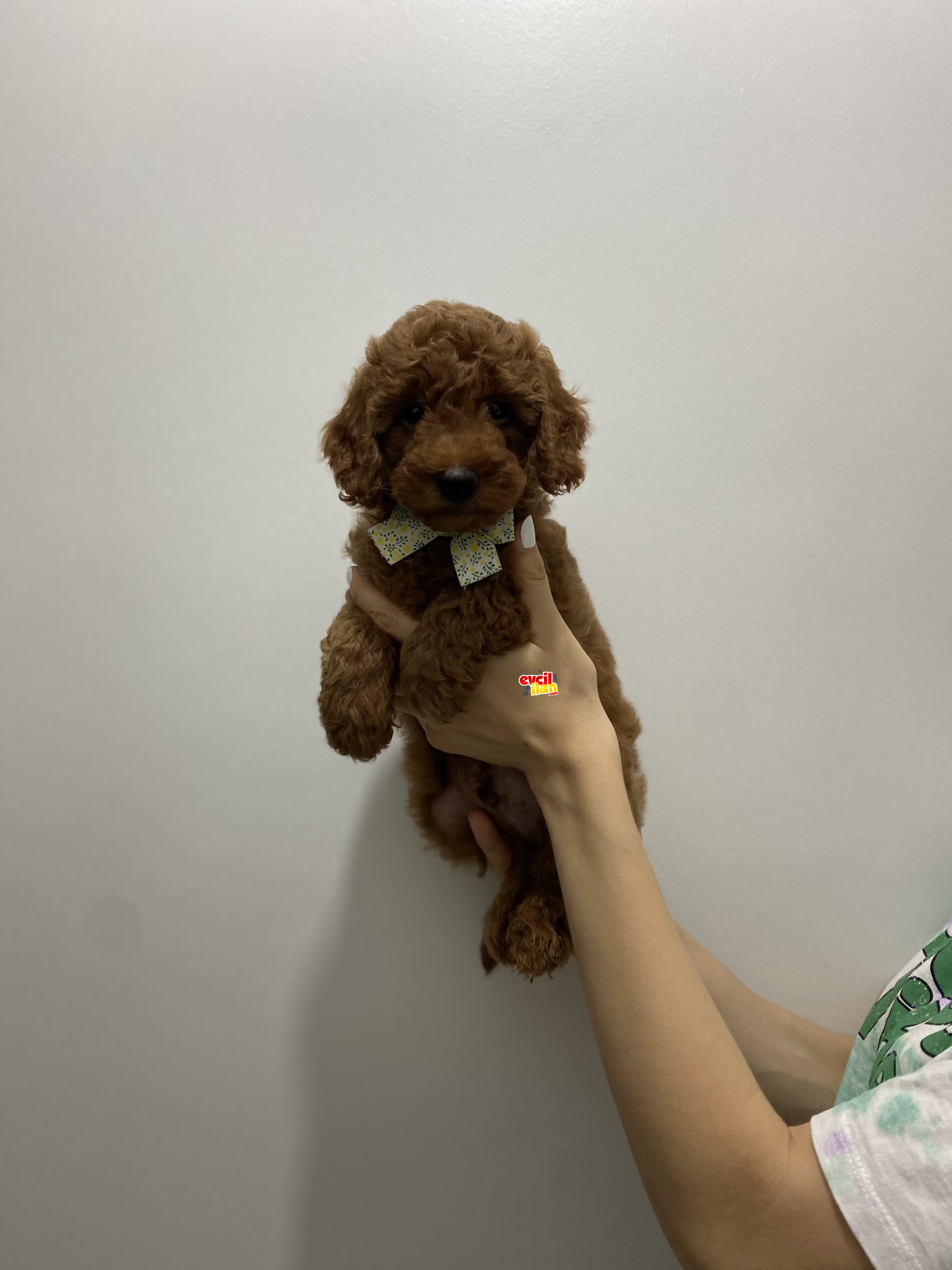 Anne Altından Red Brown Toy Poodle