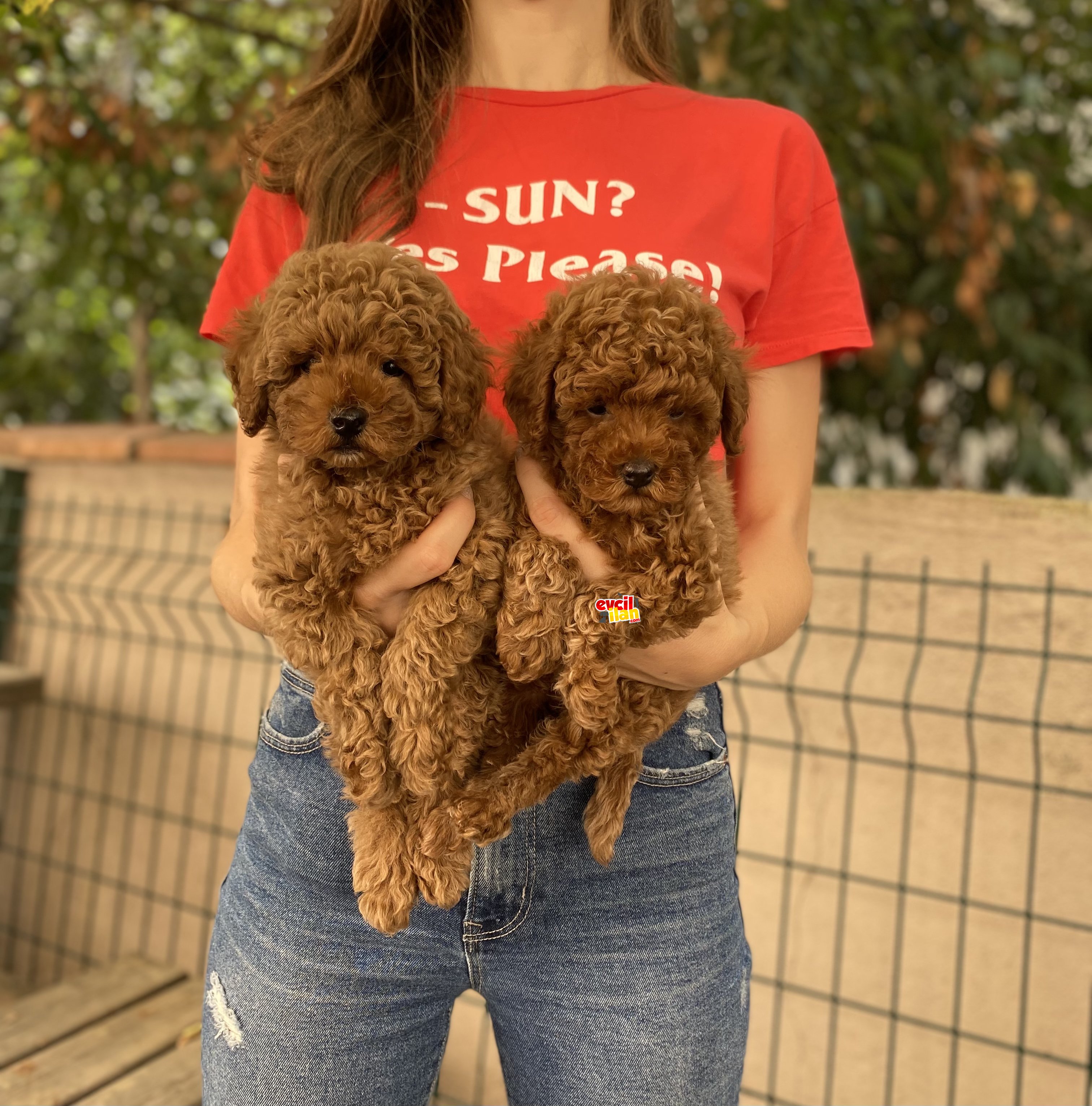 Anne Altından Safkan Red Brown Toy Poodle Yavrular