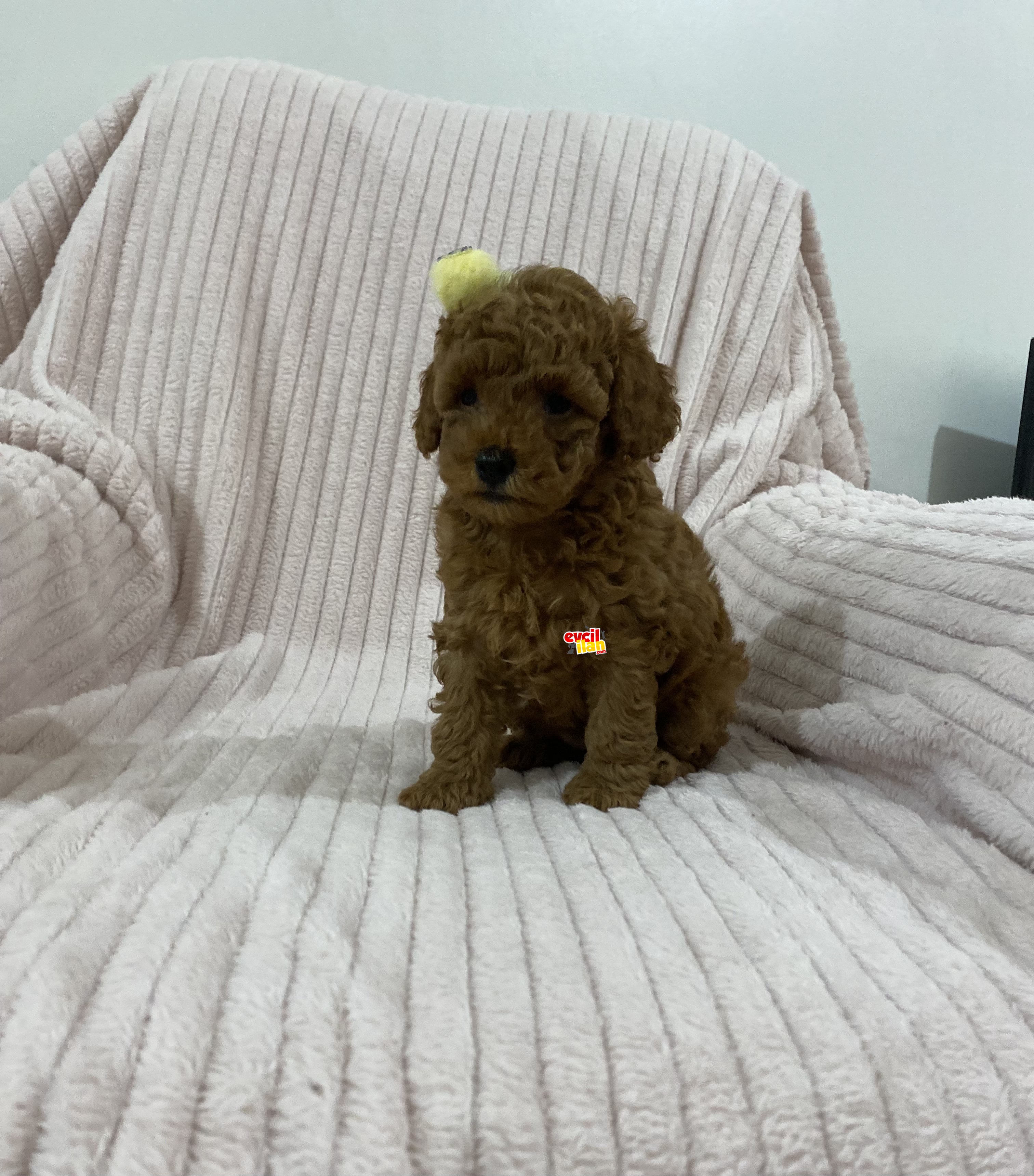 Anne Altından Safkan Red Brown Toy Poodle