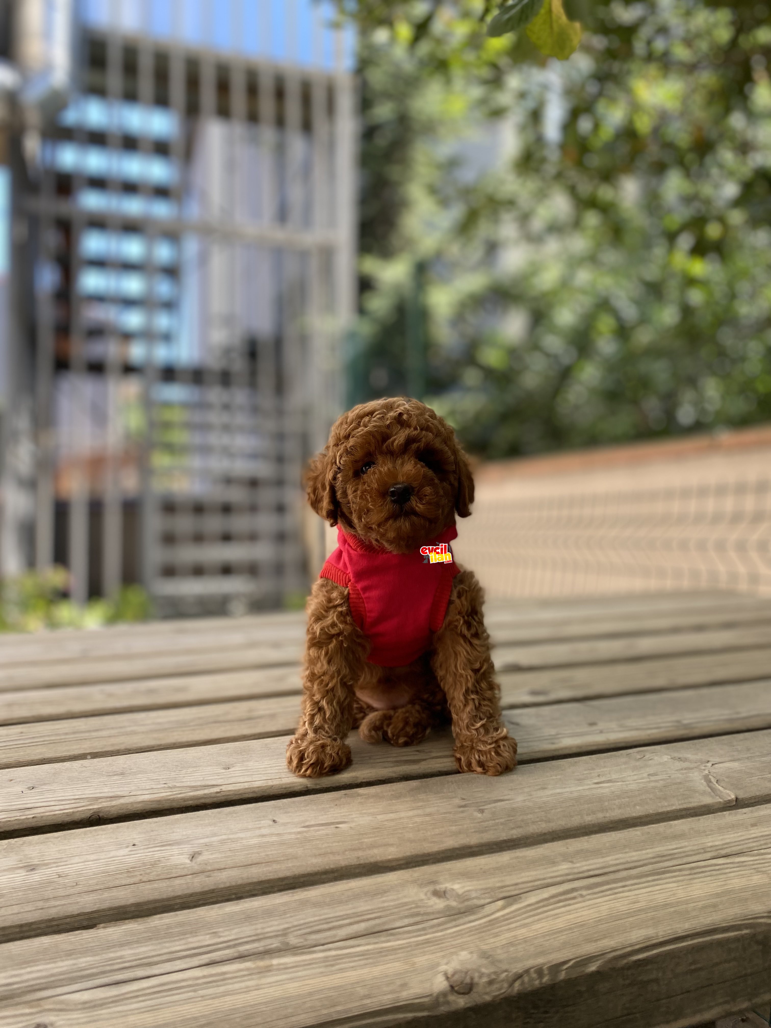 Anne Altından Safkan Red Brown Toy Poodle