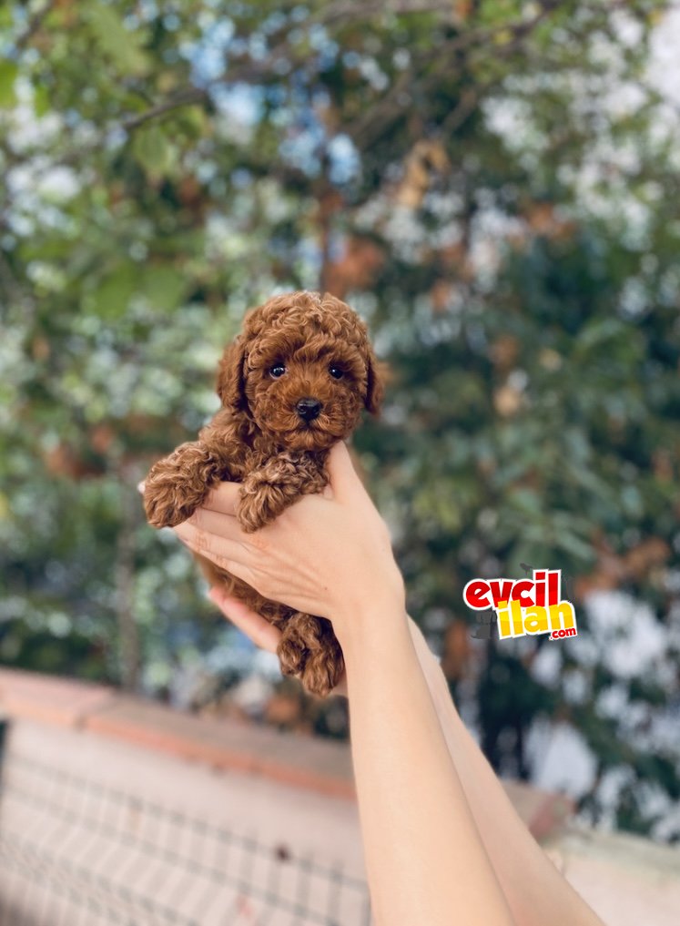 Anne Altından Teacup Red Brown Toy Poodle Yavrular