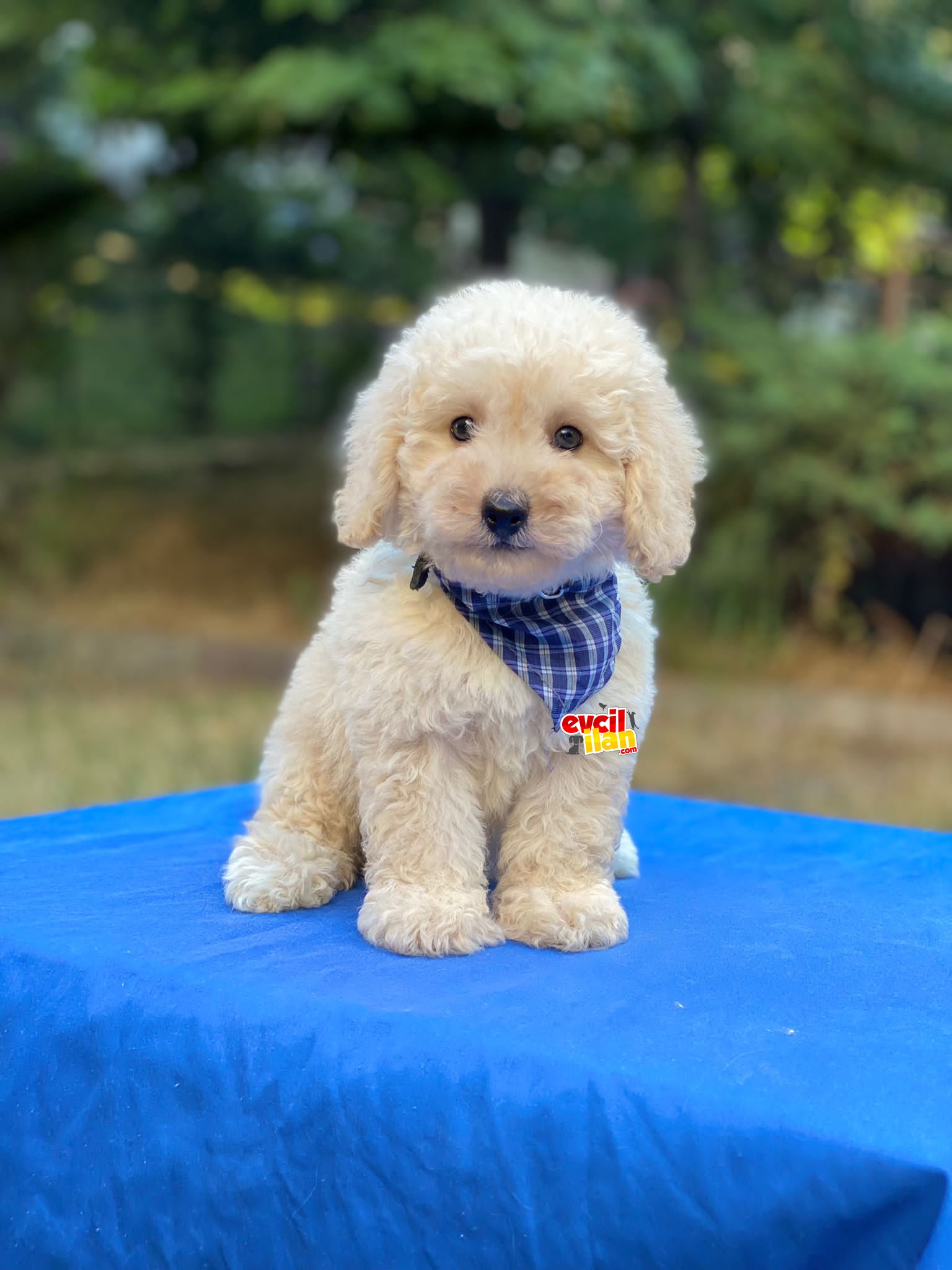 Anne Altından Toy Poodle Bebekler 