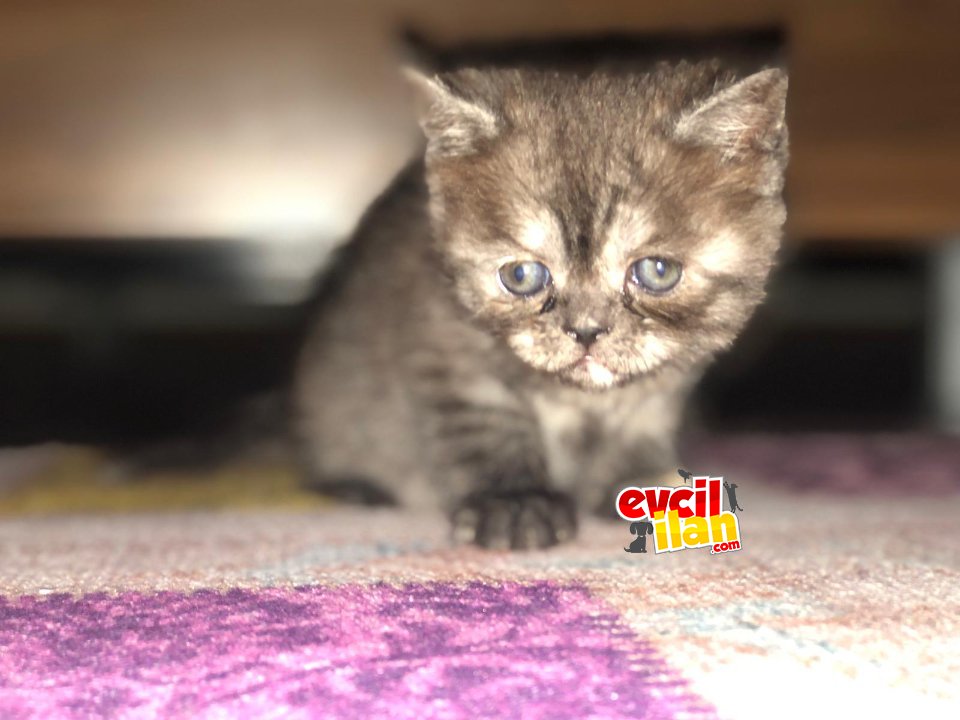 Anne Baba British Shorthair