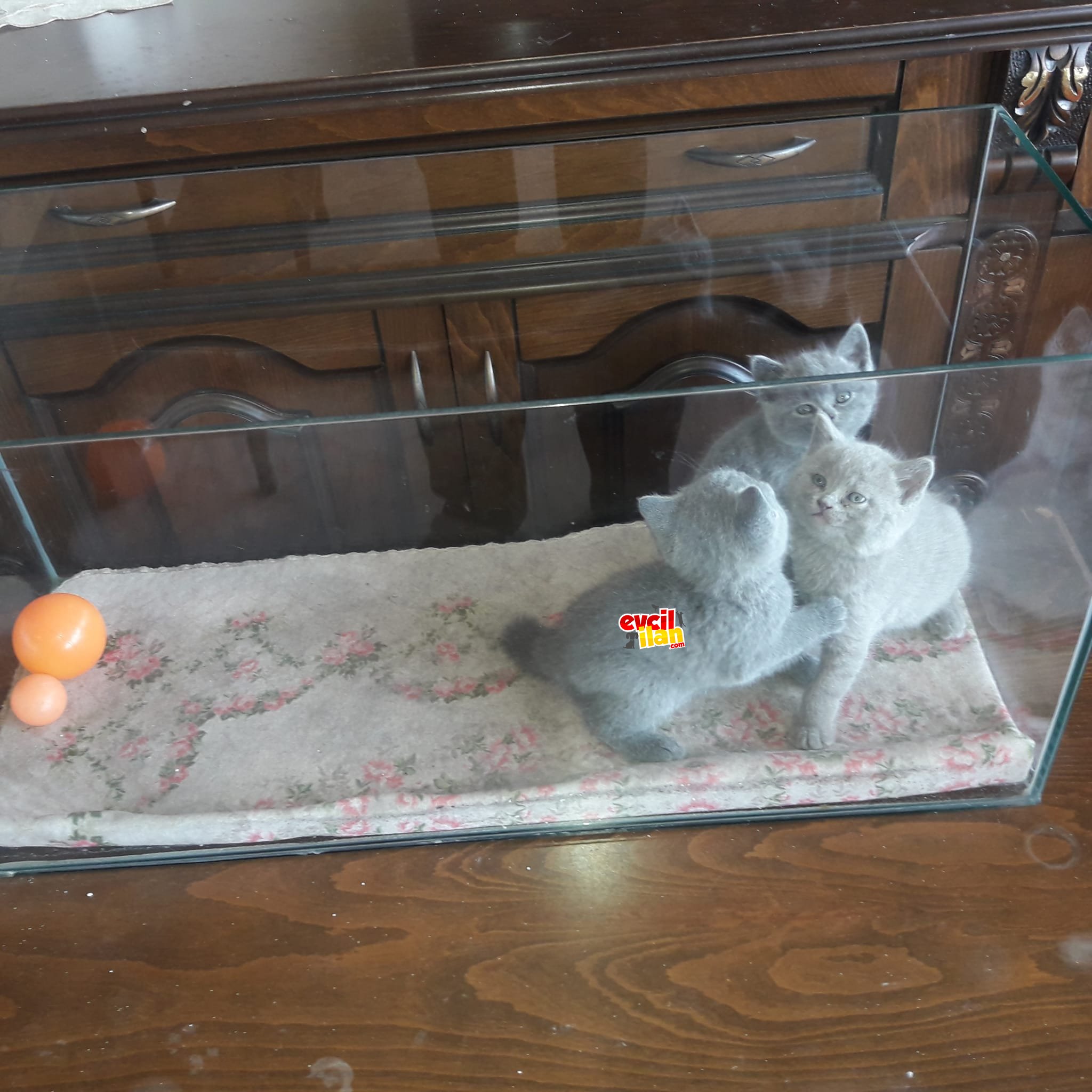 Anne baba orijinal scotishler